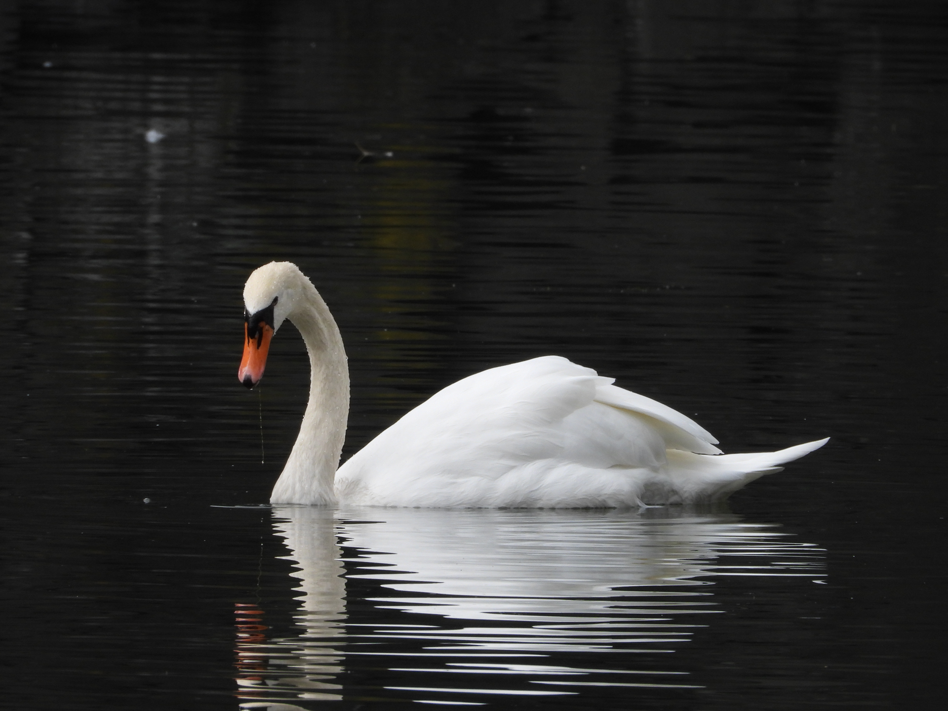 COOLPIX P1100／1,600mm相当／絞り優先AE（1/500秒、F8.0、＋0.3EV）／ISO 280