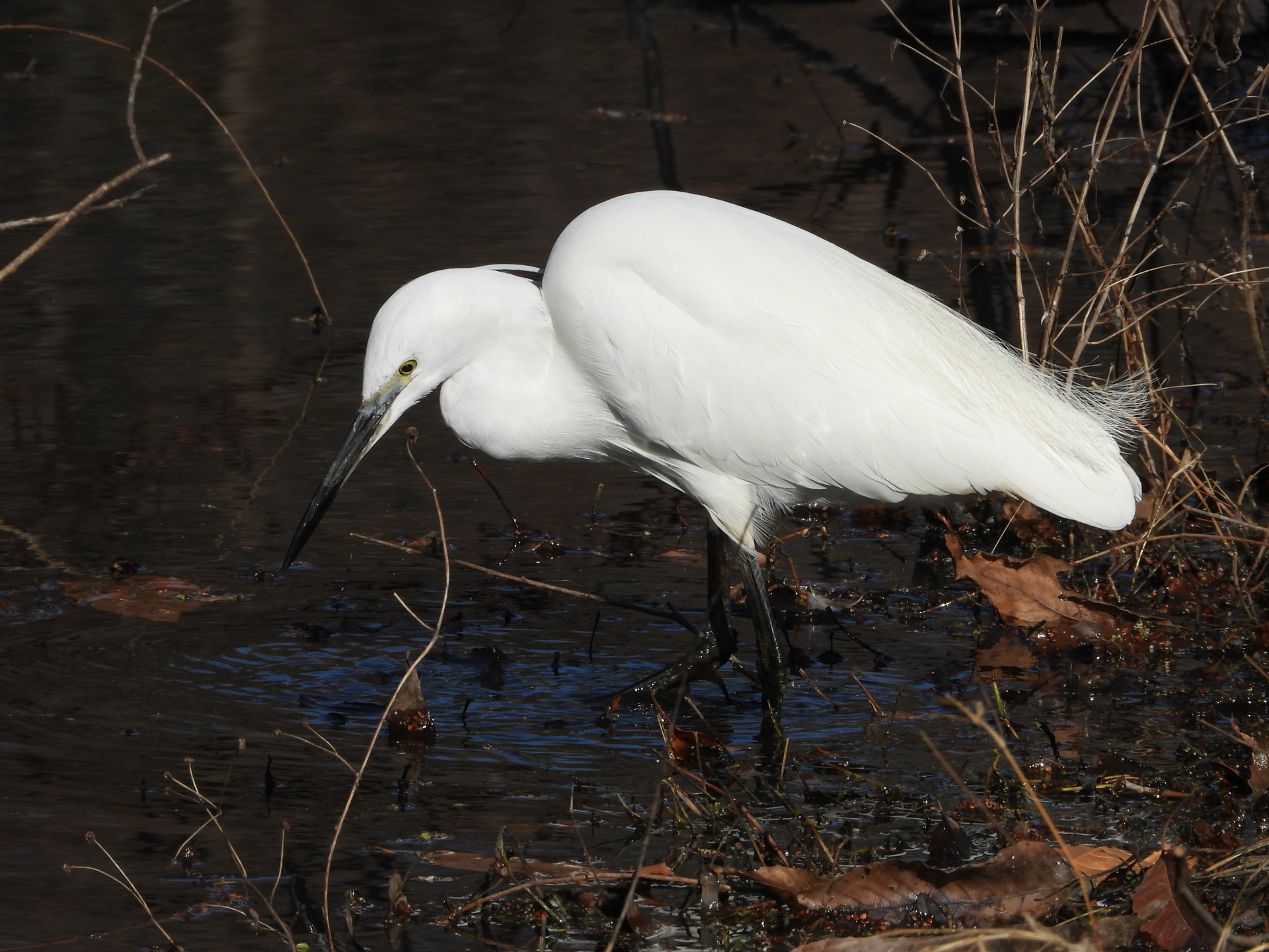 COOLPIX P1100／1,100mm相当／絞り優先AE（1/500秒、F8.0、－0.3EV）／ISO 100