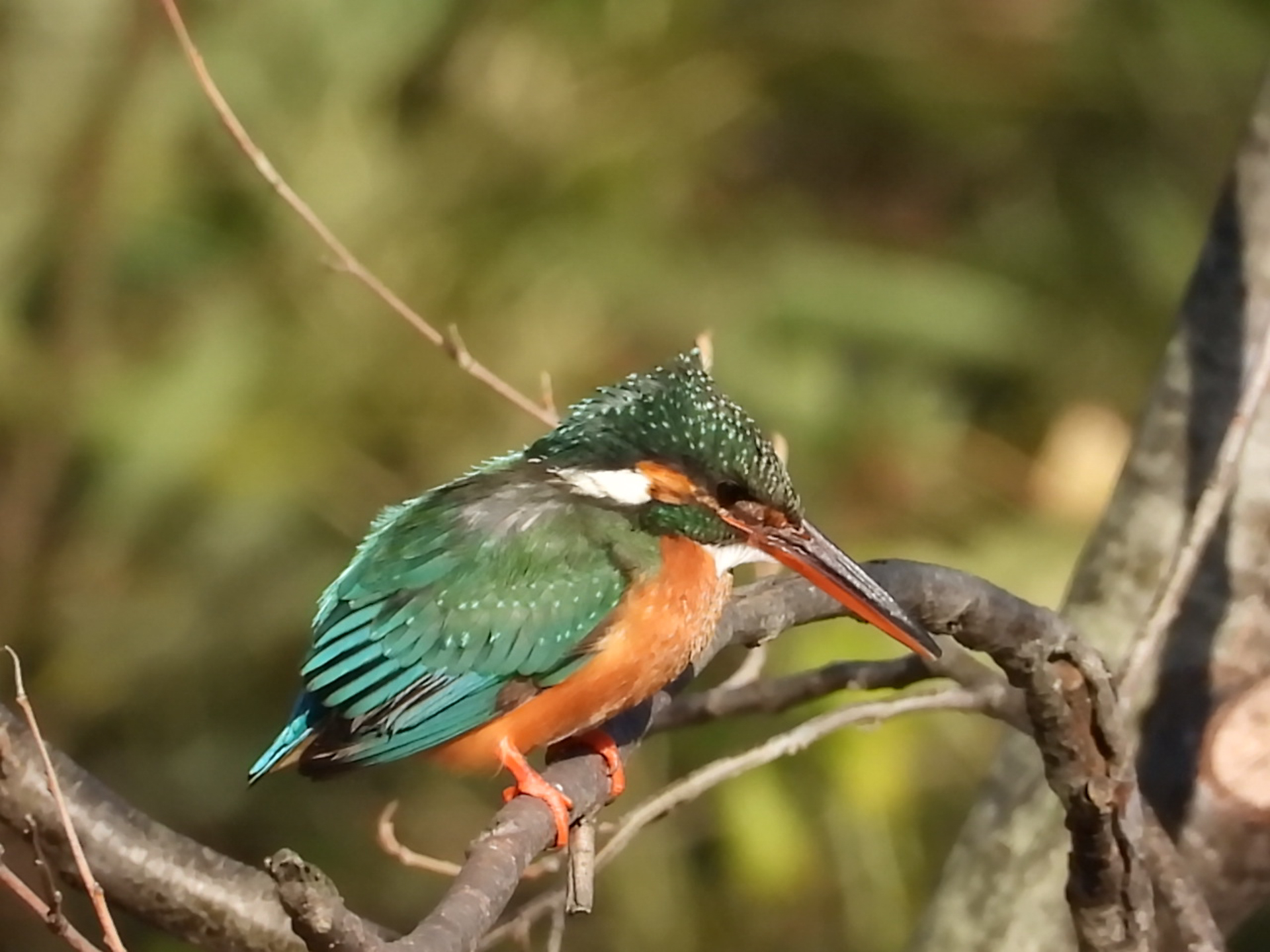 COOLPIX P1100／2,000mm相当／シャッター優先AE（1/2,000秒、F8.0）／ISO 1600