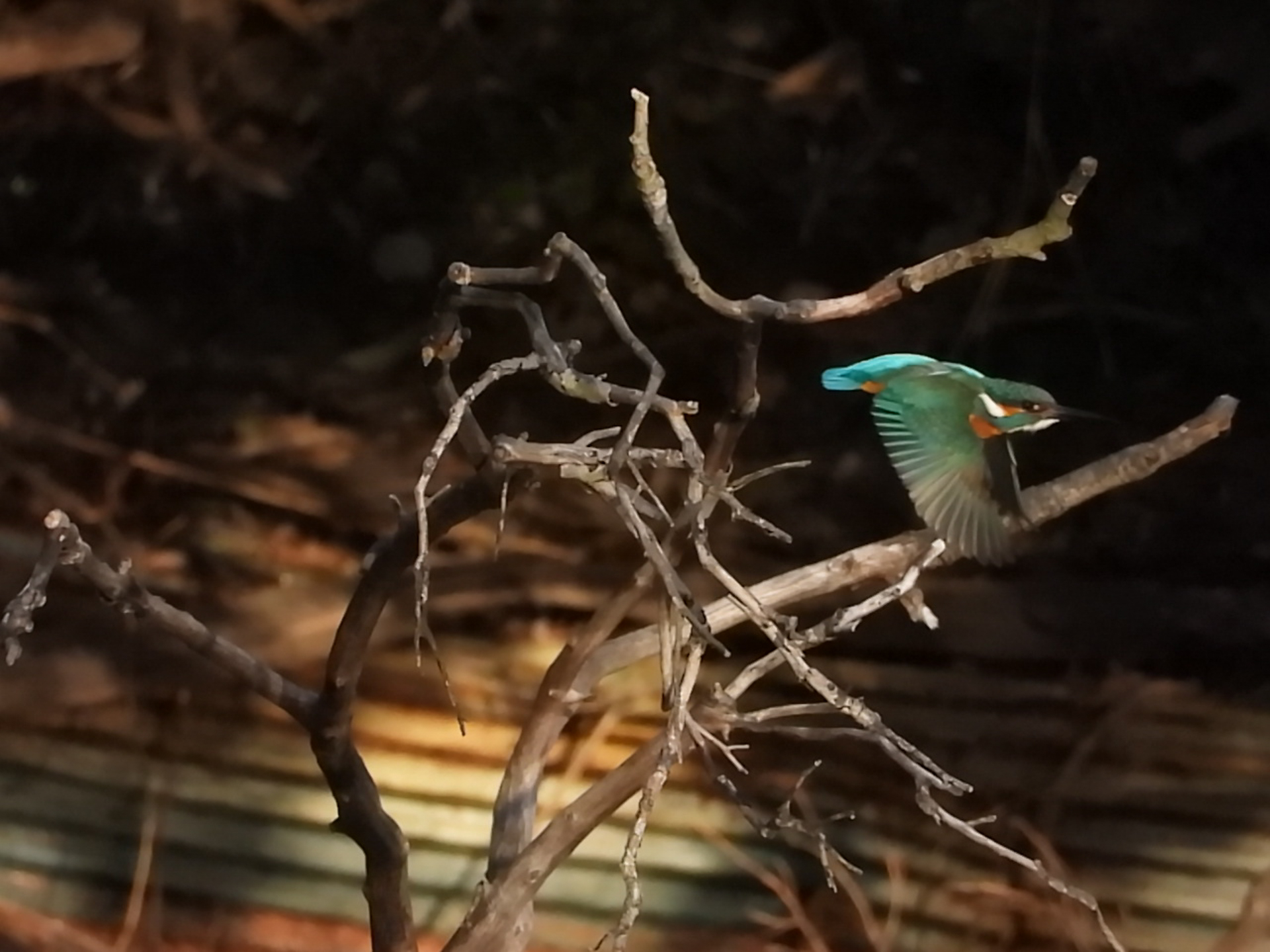 COOLPIX P1100／2,800mm相当／シャッター優先AE（1/2,000秒、F8.0）／ISO 1600