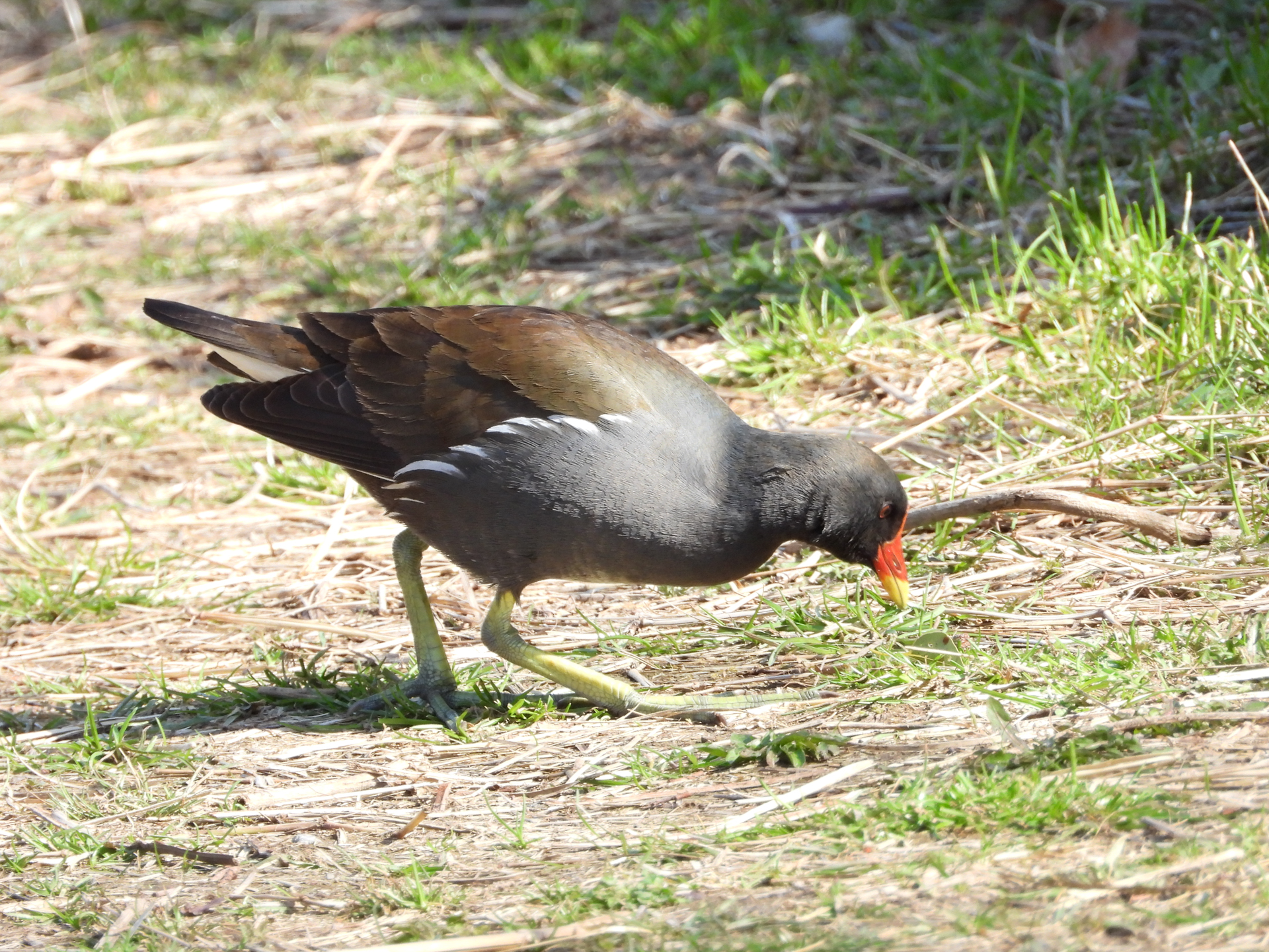 COOLPIX P1100／1,400mm相当／絞り優先AE（1/320秒、F5.6、＋0.7EV）／ISO 400