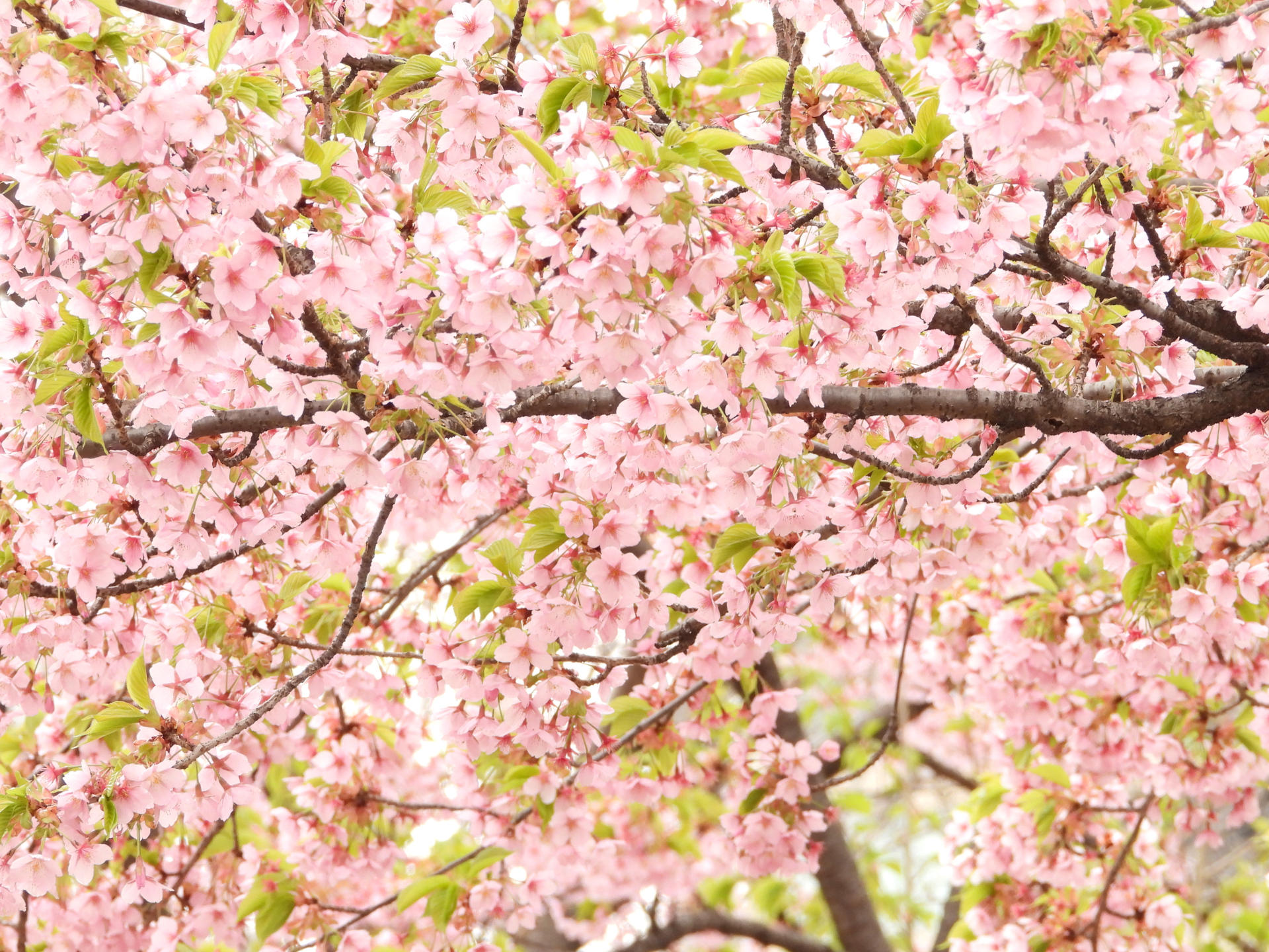 COOLPIX P1100／400mm相当／絞り優先AE（1/40秒、F5.6、＋1.3EV）／ISO 400