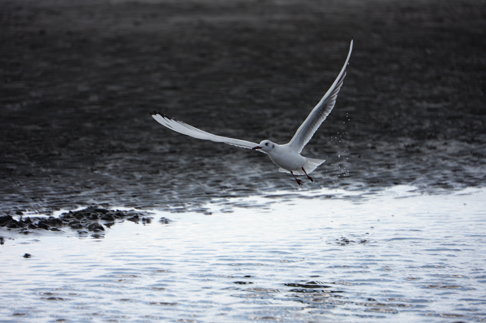 LUMIX S1RII／LUMIX S 70-300mm F4.5-5.6 MACRO O.I.S.／300mm／シャッター優先AE（1/2,000秒、F5.6、＋0.66EV）／ISO 500