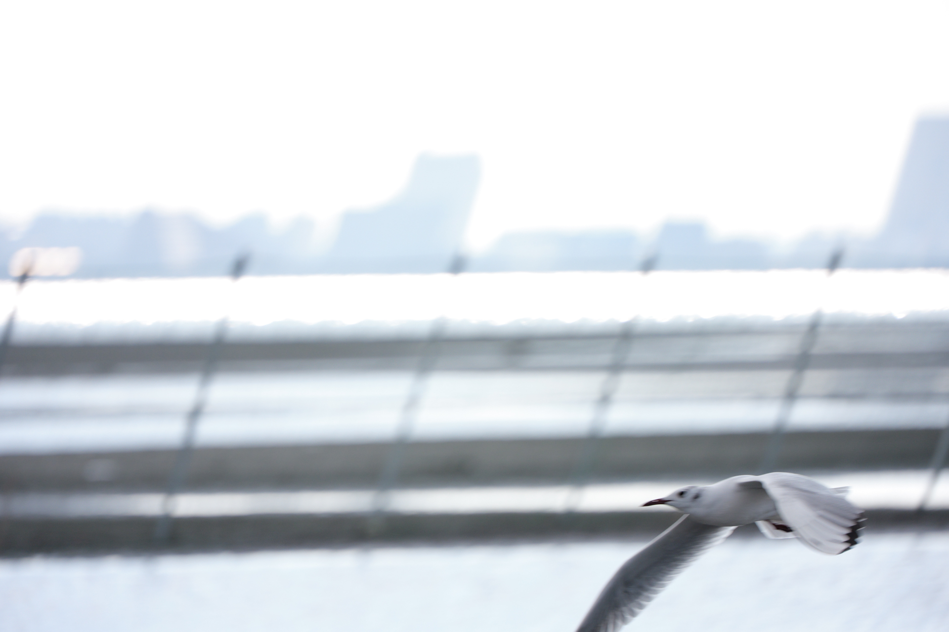 LUMIX S1RII／LUMIX S 70-300mm F4.5-5.6 MACRO O.I.S.／300mm／シャッター優先AE（1/2,000秒、F5.6、＋0.66EV）／ISO 800