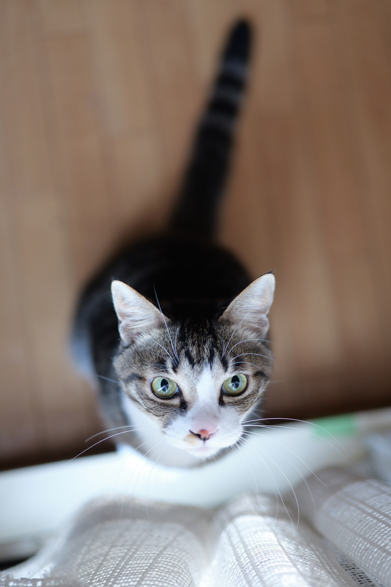 LUMIX S1RII／LUMIX S 50mm F1.8／50mm／絞り優先AE（1/160秒、F1.8、＋0.3EV）／ISO 800