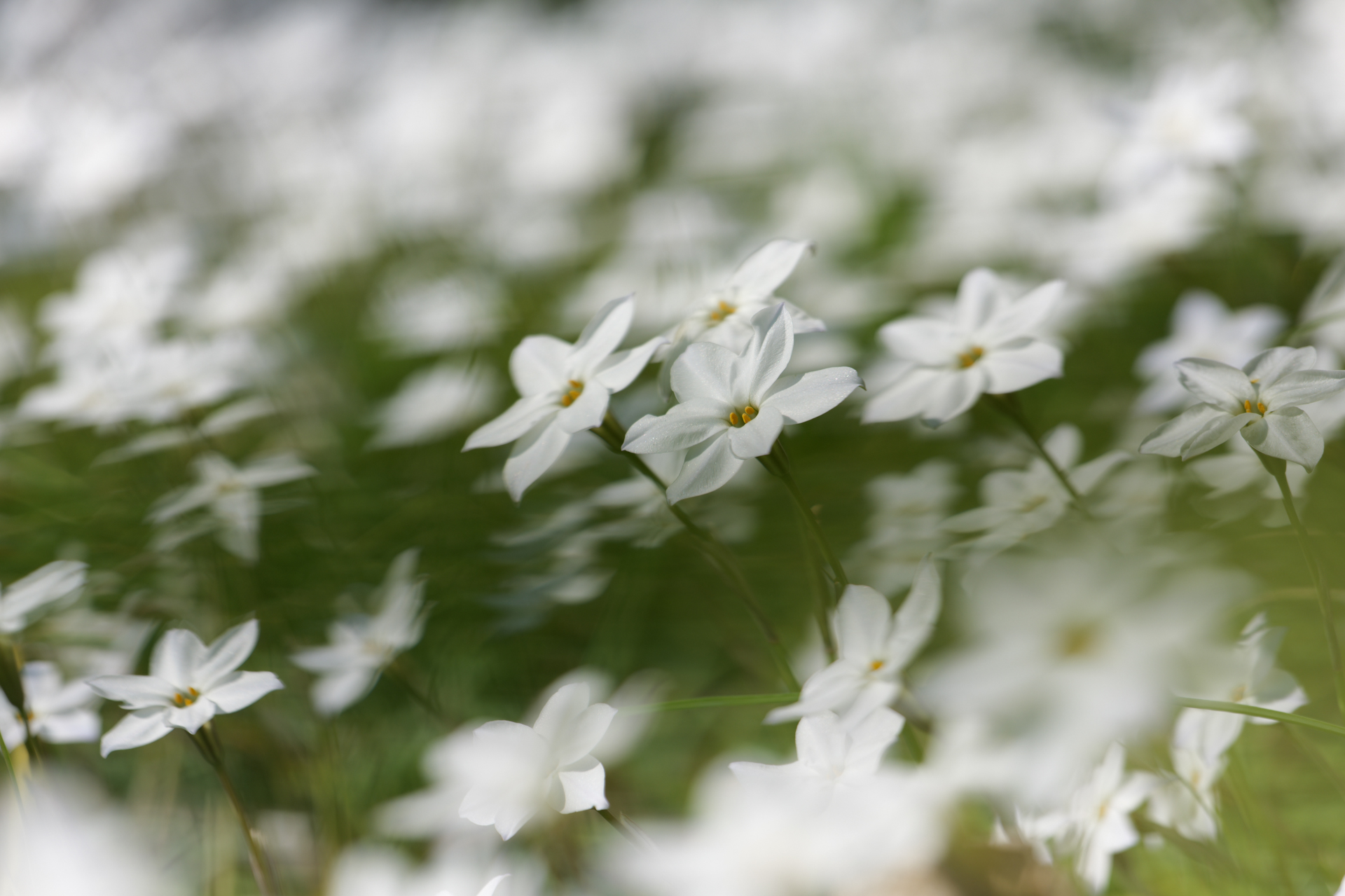 LUMIX S1RII／LUMIX S 24-105mm F4 MACRO O.I.S.／105mm／絞り優先AE（1/500秒、F4.0、＋0.66EV）／ISO 80