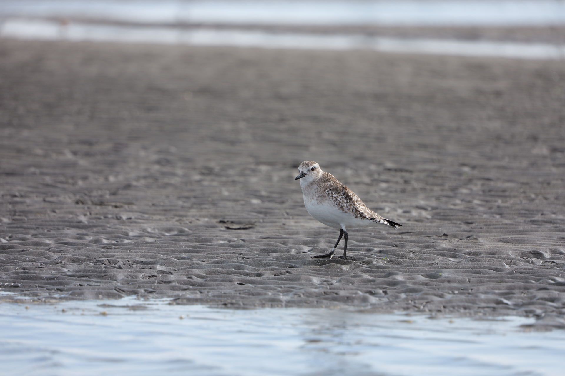 LUMIX S1RII／LUMIX S 70-300mm F4.5-5.6 MACRO O.I.S.／300mm／絞り優先AE（1/1,000秒、F5.6、＋0.66EV）／ISO 400