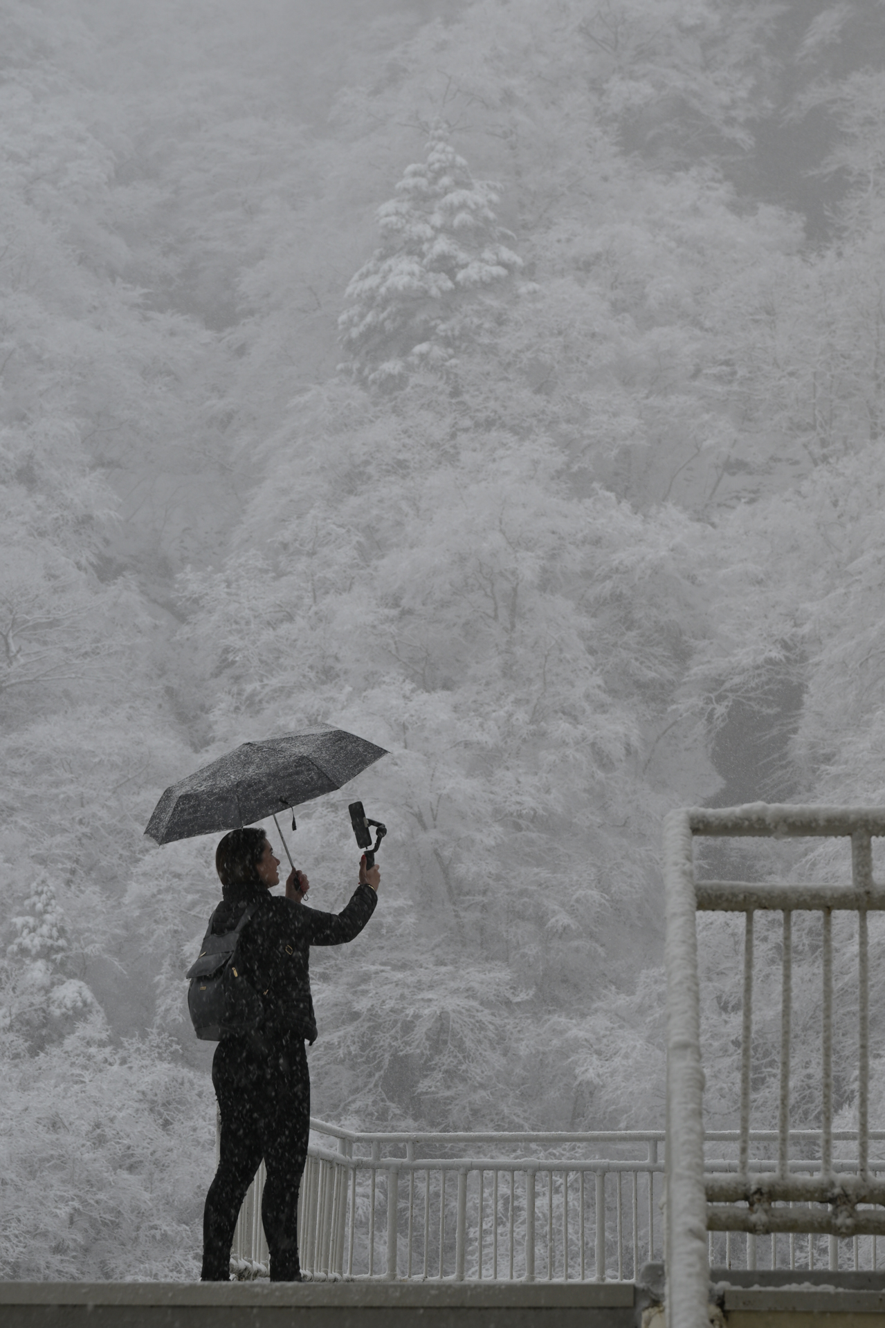 <a href="https://ganref.jp/m/legacy7010/reviews_and_diaries">legacy7010さん</a>の作品<br><span class="fnt-85">ニコン Z8／NIKKOR Z 24-70mm f/2.8 S／88mm相当（DXクロップ）／絞り優先AE（1/100秒、F5.6、±0.0EV）／ISO 100</span>