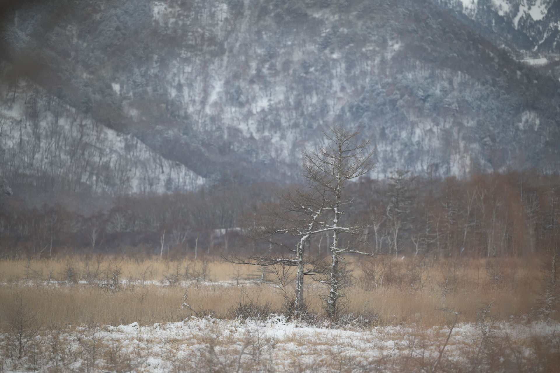 <a href="https://ganref.jp/m/snug-hangout/reviews_and_diaries">sutaさん</a>の作品<br><span class="fnt-85">ニコン Z8／NIKKOR Z 70-200mm f/2.8 VR S／185mm／シャッター優先AE（1/320秒、F3.2）／ISO 320</span>