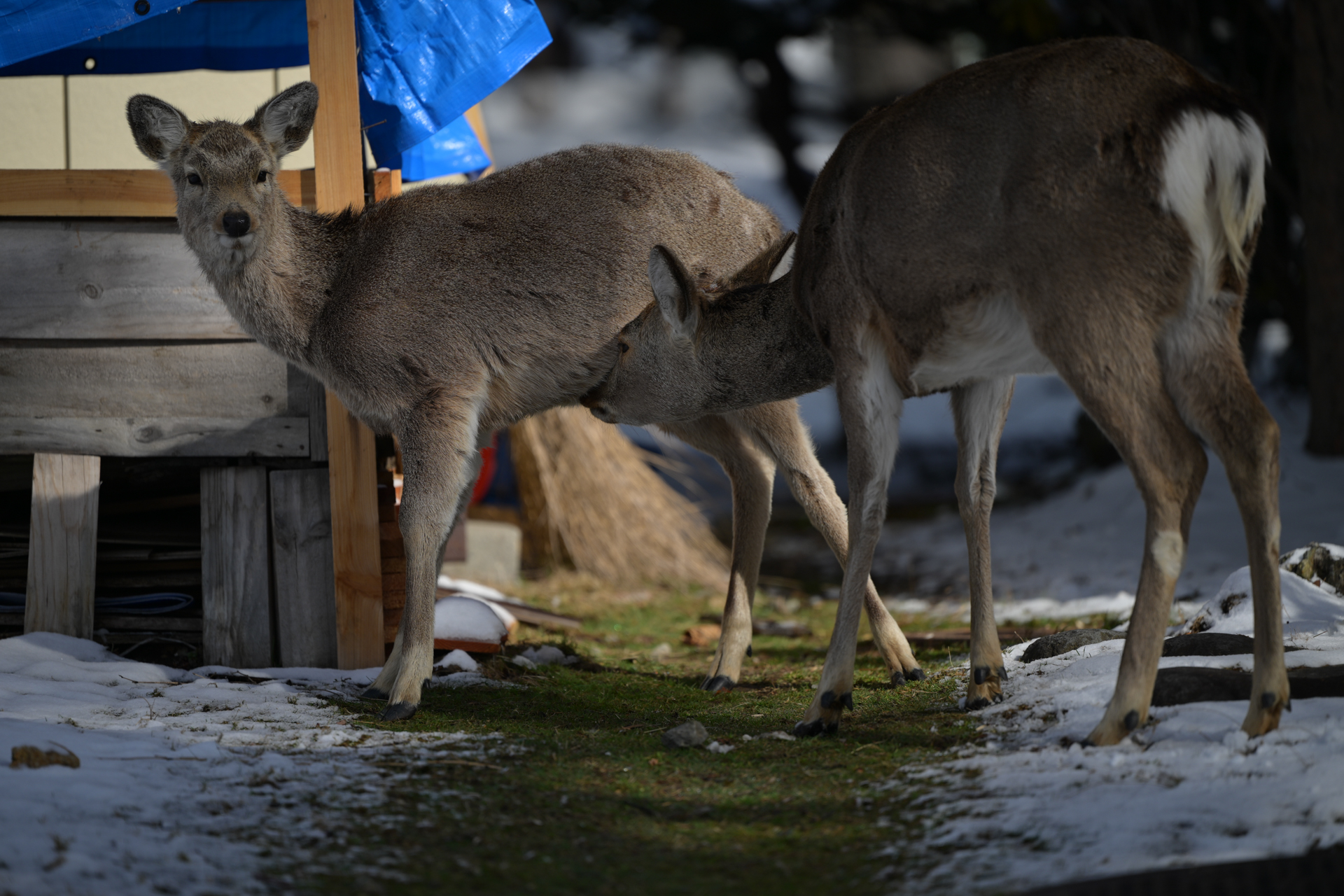 <a href="https://ganref.jp/m/leiohiiaka418/reviews_and_diaries">ふらふらだんさーさん</a>の作品<br><span class="fnt-85">ニコン Z8／NIKKOR Z 70-200mm f/2.8 VR S／200mm／絞り優先AE（1/200秒、F2.8、−1.0EV）／ISO 80</span>