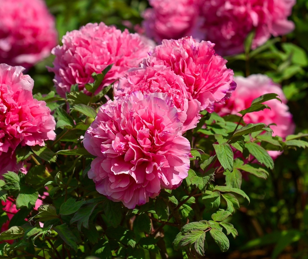 牡丹「福雲（ふくぐも）」