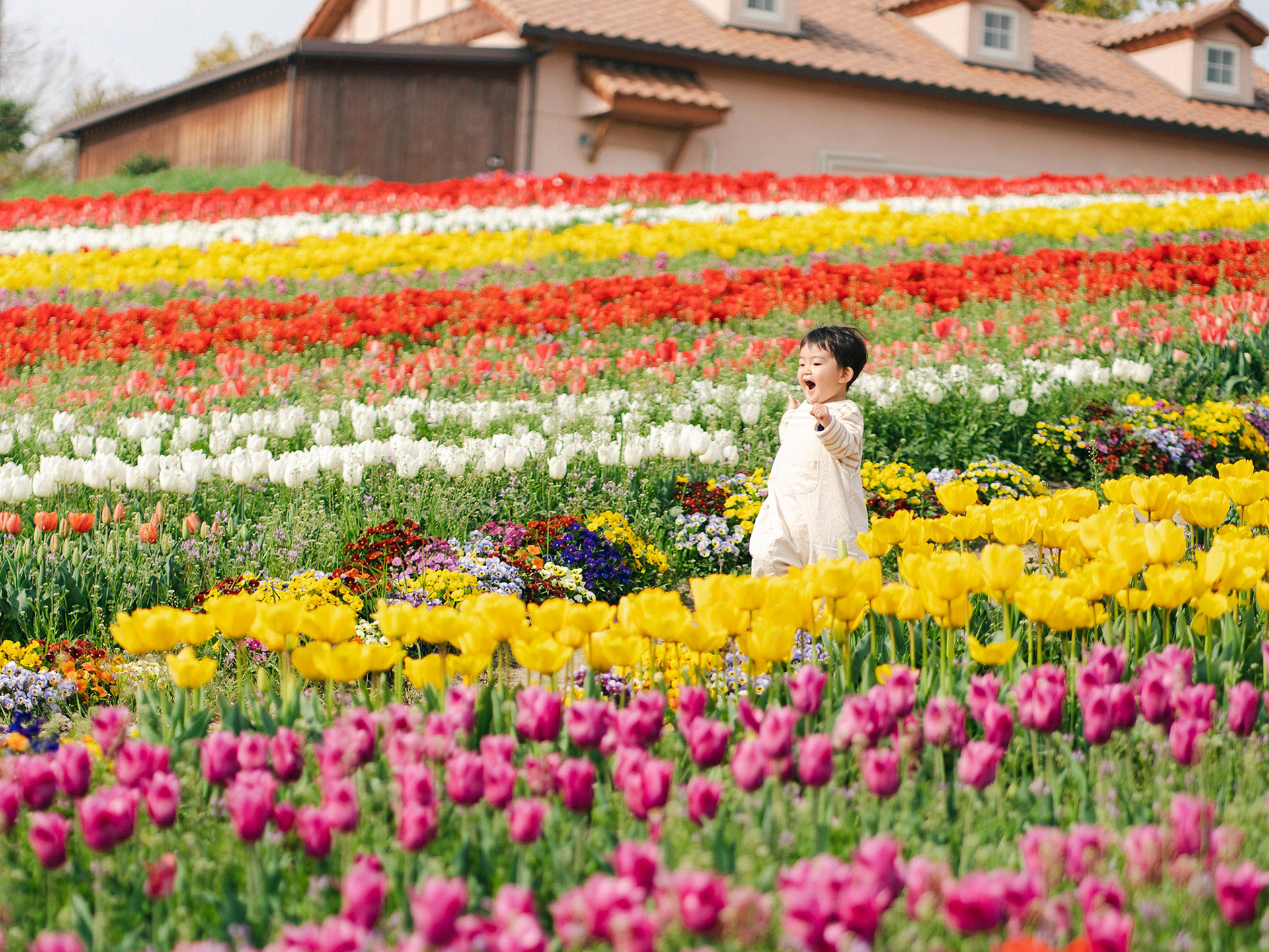 過去の満開時の様子