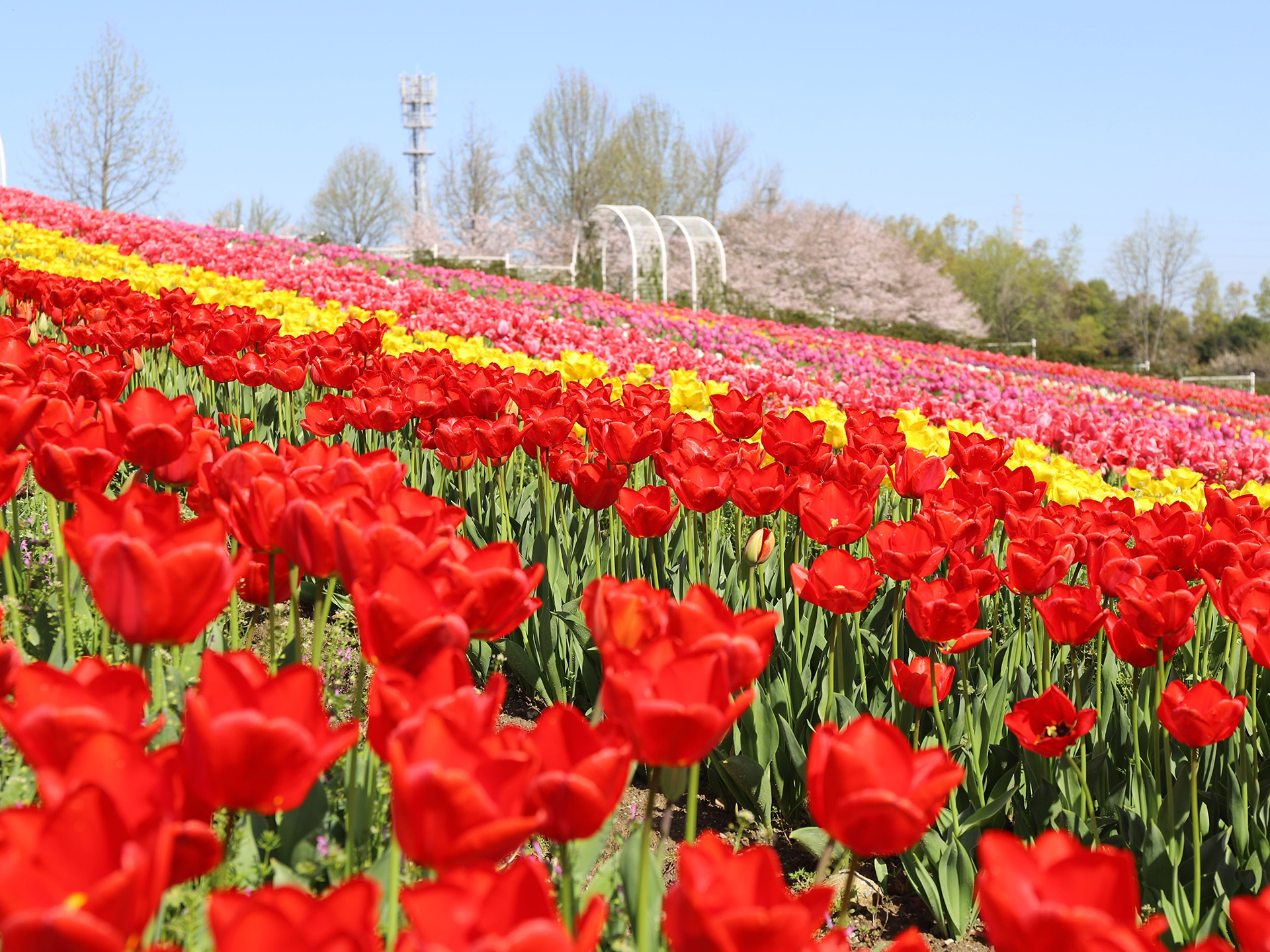 過去の満開時の様子