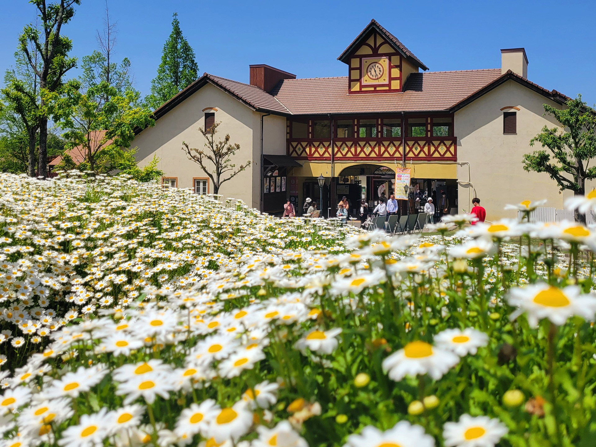 過去の満開時の様子