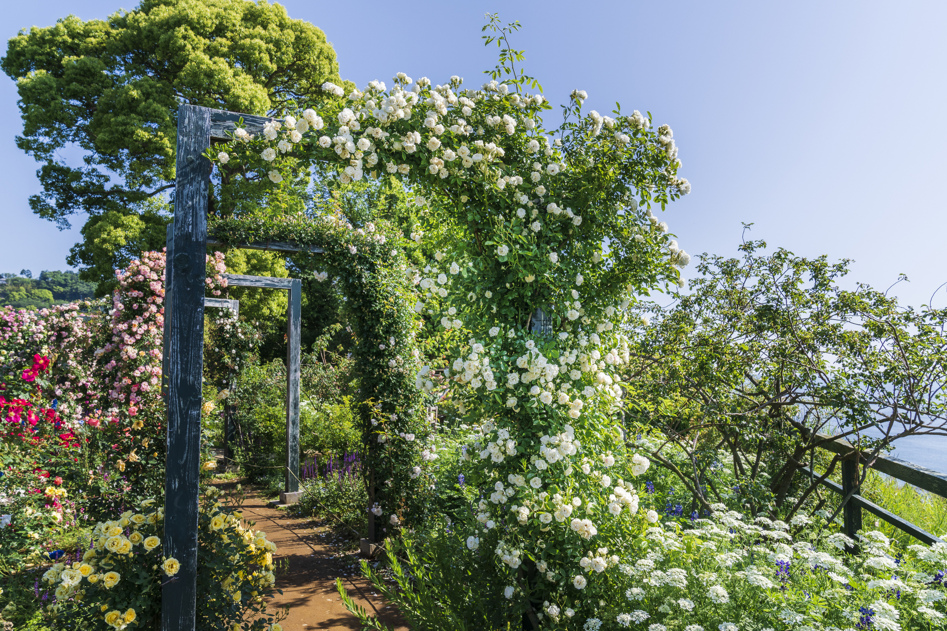 コレクションガーデン