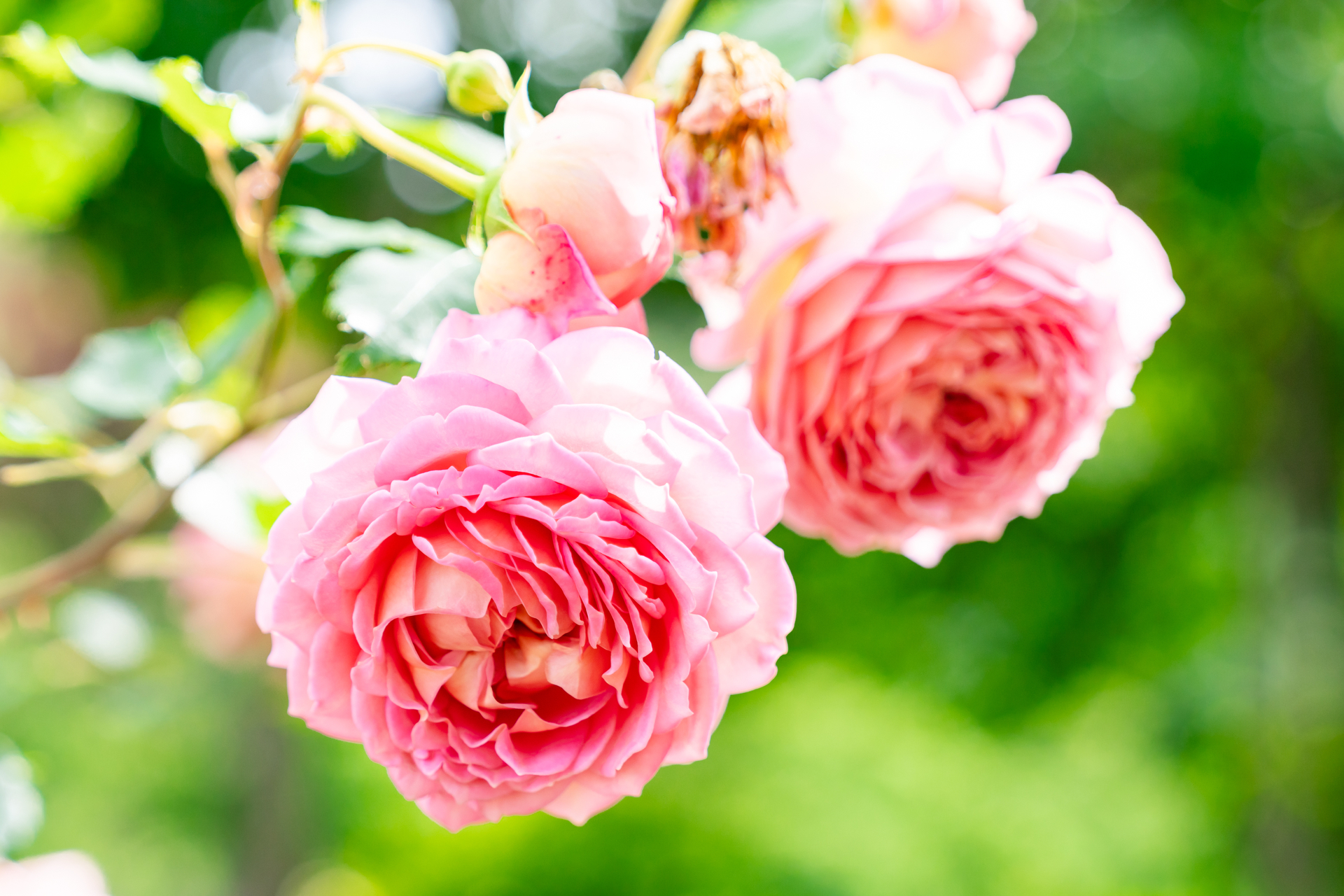 イングリッシュローズ