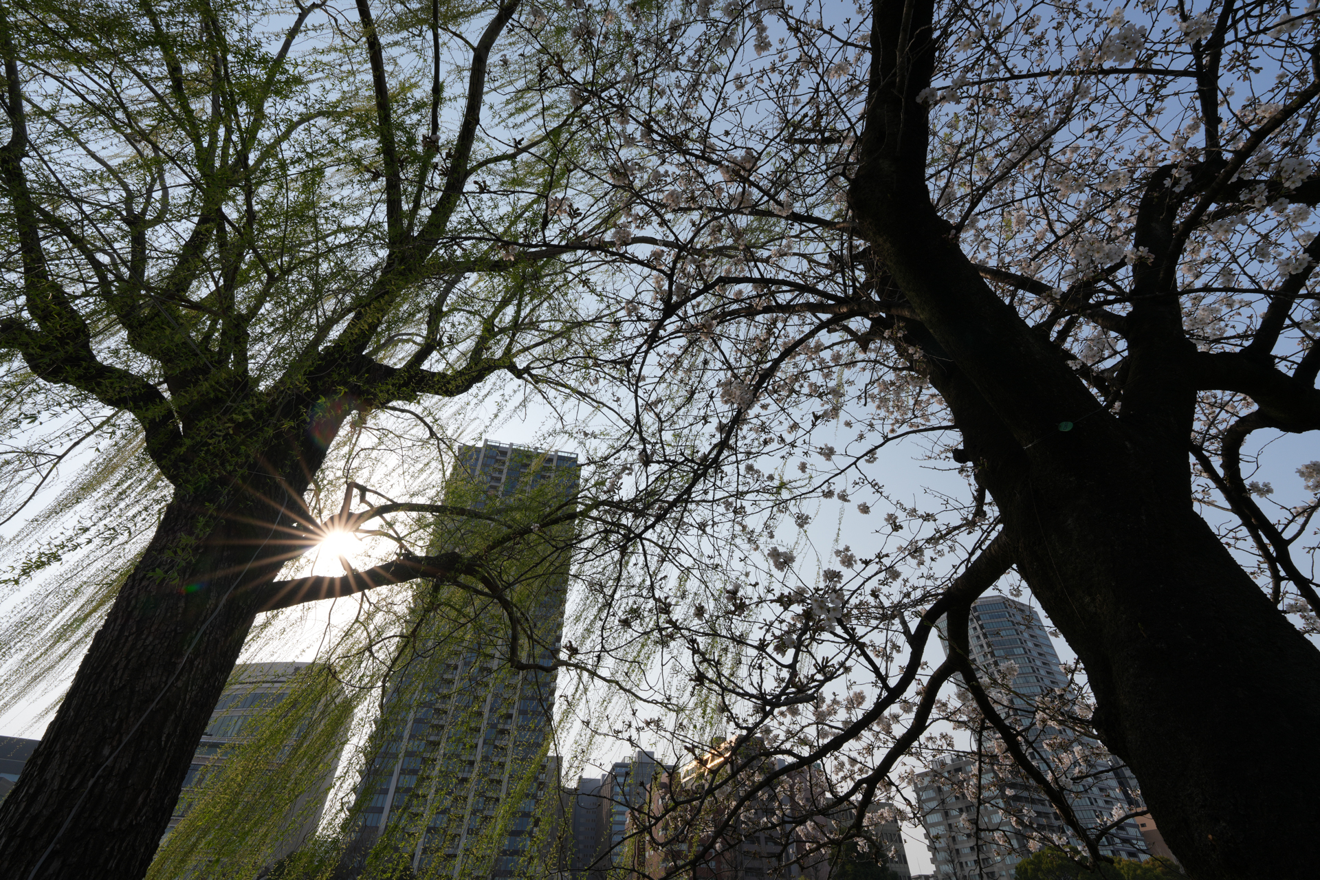 α7R V／マニュアル露出（1/160秒、F13）／ISO 100