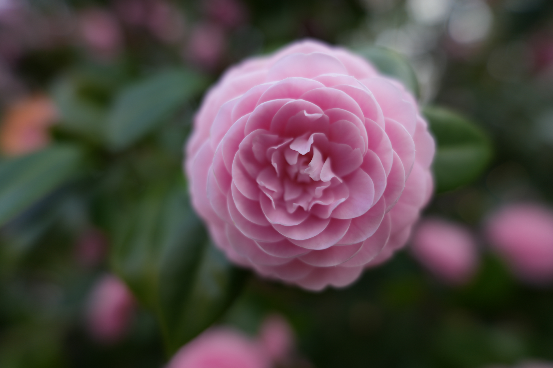 α7R V／マニュアル露出（1/640秒、F1.8）／ISO 100