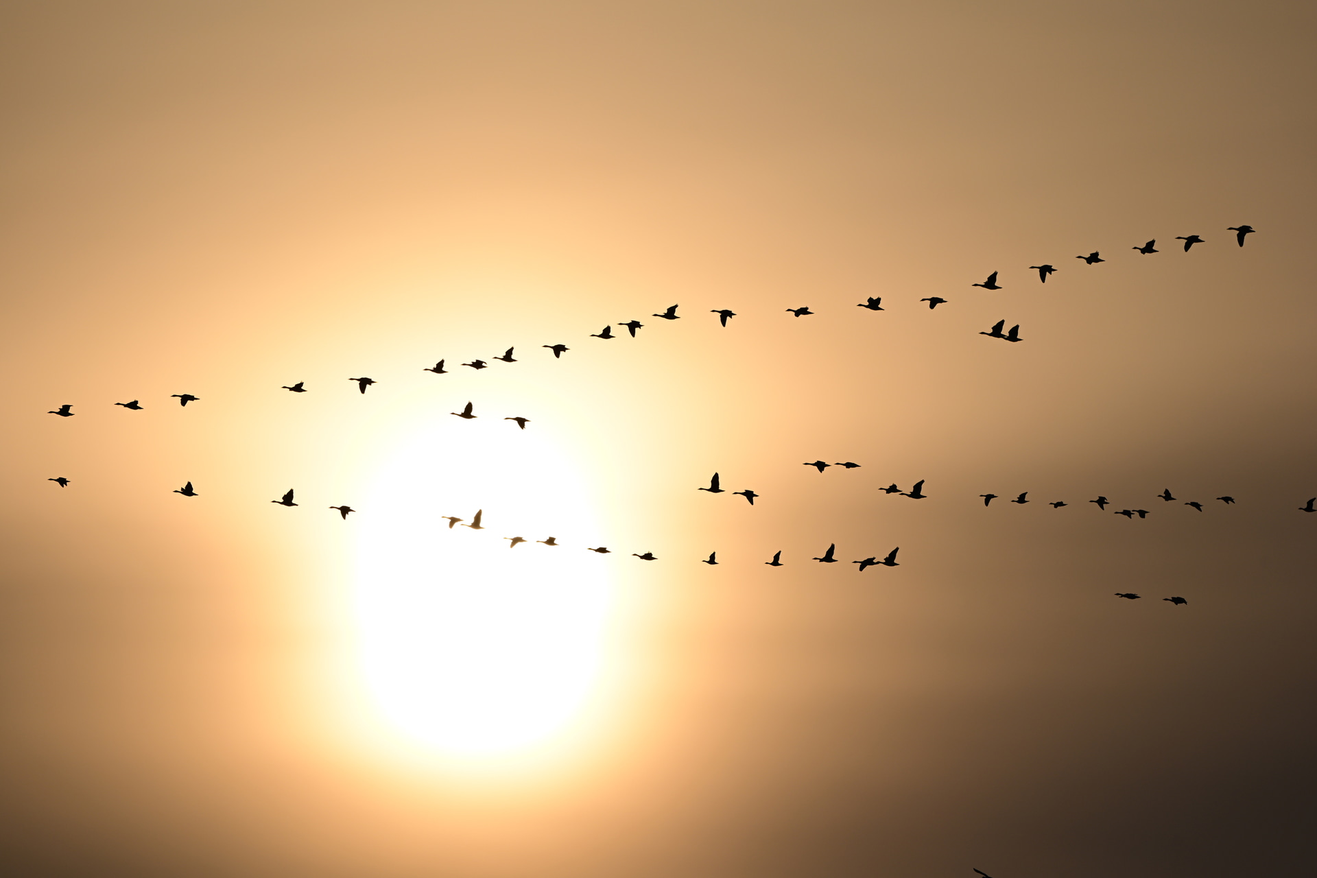 薄雲越しの太陽をバックに飛ぶマガンの群れを180-600mmで撮影した。旧世代のカメラでは太陽のような強い光源を画面内に取り入れるとAFが抜けてしまうこともあったが、Z5IIは厳しい逆光状態でも被写体を検出し、正確にフォーカスを合わせ続けてくれた<br><span class="fnt-85">ニコン Z5II／NIKKOR Z 180-600mm f/5.6-6.3 VR／600mm／マニュアル露出（F8、1/2,000秒）／ISO 100／WB：晴天</span>