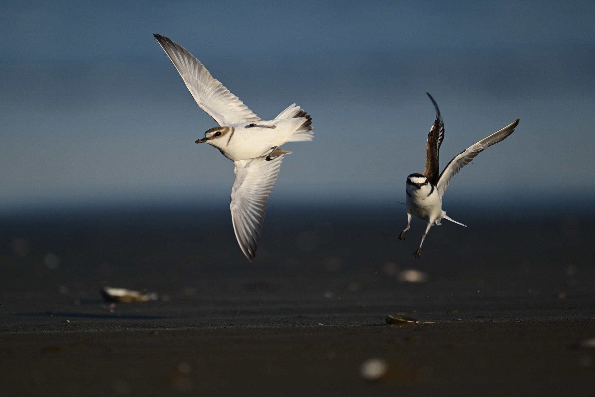 砂浜で争う2羽のシロチドリ。プリキャプチャーのおかげで2羽がフレームに収まった<br><span class="fnt-85">ニコン Z5II／NIKKOR Z 600mm f/4 TC VR S＋TC-1.4x／1,176mm／マニュアル露出（F8、1/6,000秒）／ISO 1600／WB：晴天</span>