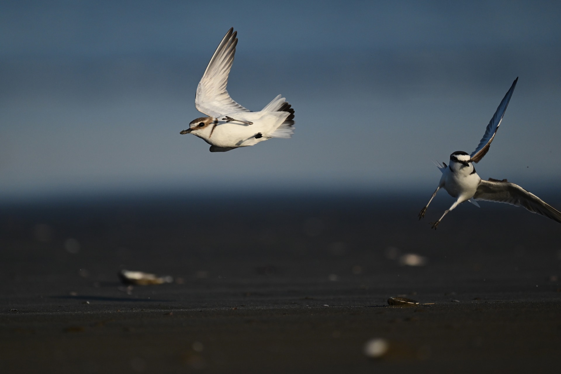 砂浜で争う2羽のシロチドリ。プリキャプチャーのおかげで2羽がフレームに収まった<br><span class="fnt-85">ニコン Z5II／NIKKOR Z 600mm f/4 TC VR S＋TC-1.4x／1,176mm／マニュアル露出（F8、1/6,000秒）／ISO 1600／WB：晴天</span>