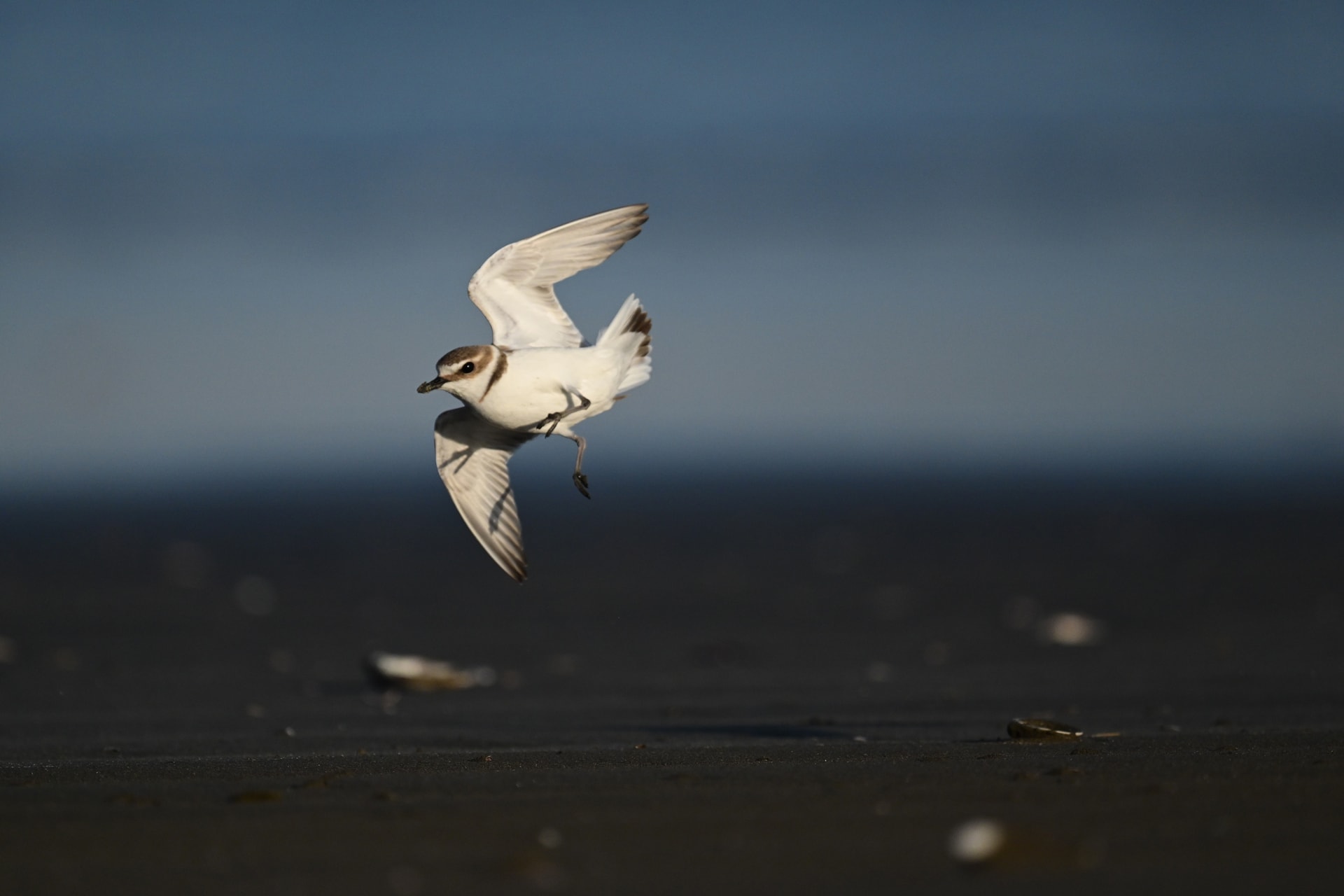 砂浜で争う2羽のシロチドリ。プリキャプチャーのおかげで2羽がフレームに収まった<br><span class="fnt-85">ニコン Z5II／NIKKOR Z 600mm f/4 TC VR S＋TC-1.4x／1,176mm／マニュアル露出（F8、1/6,000秒）／ISO 1600／WB：晴天</span>