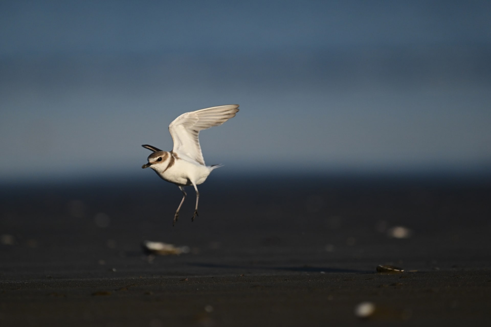 砂浜で争う2羽のシロチドリ。プリキャプチャーのおかげで2羽がフレームに収まった<br><span class="fnt-85">ニコン Z5II／NIKKOR Z 600mm f/4 TC VR S＋TC-1.4x／1,176mm／マニュアル露出（F8、1/6,000秒）／ISO 1600／WB：晴天</span>