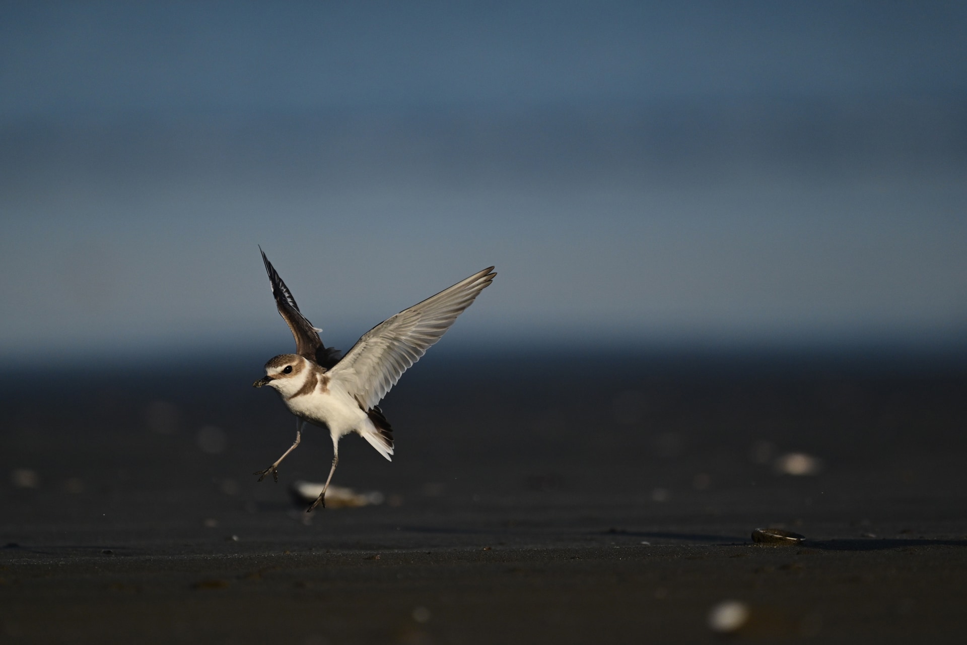 砂浜で争う2羽のシロチドリ。プリキャプチャーのおかげで2羽がフレームに収まった<br><span class="fnt-85">ニコン Z5II／NIKKOR Z 600mm f/4 TC VR S＋TC-1.4x／1,176mm／マニュアル露出（F8、1/6,000秒）／ISO 1600／WB：晴天</span>