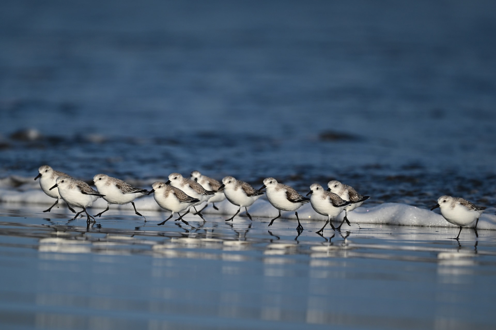 群れなど複数個体が画面内に入ったときには、従来機種よりも狙いどおりの個体をカメラが選択してくれるようになった印象だ<br><span class="fnt-85">ニコン Z5II／NIKKOR Z 600mm f/4 TC VR S＋TC-1.4x／1,176mm／マニュアル露出（F8、1/4,000秒）／ISO 800／WB：晴天</span>