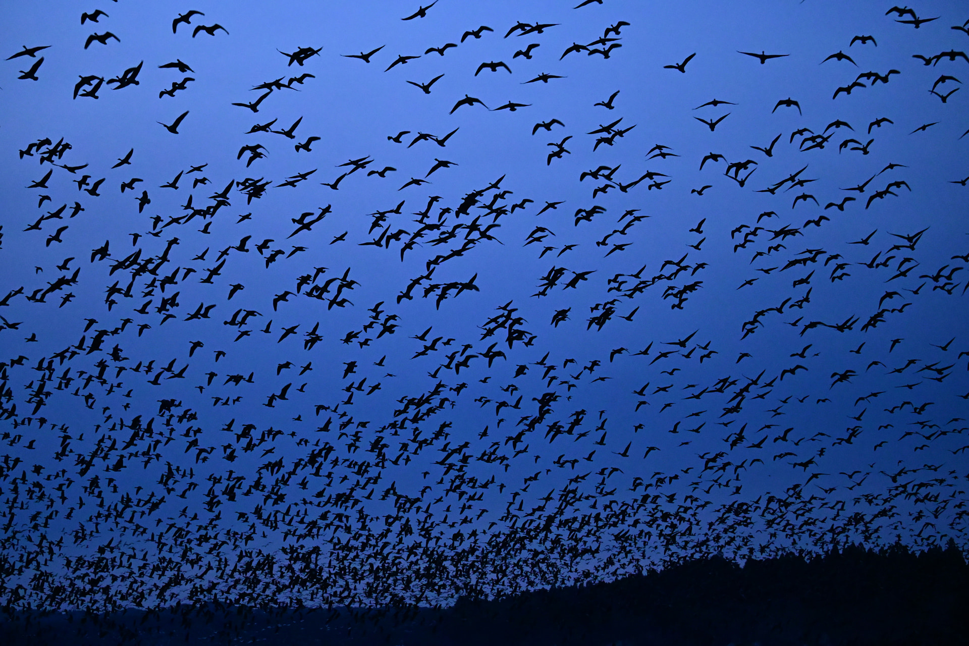 夜明け前にねぐらを飛び立つマガンの群れ。1/250秒、ISO 12800という暗い撮影条件だが、超高感度を感じさせない画質が得られた<br><span class="fnt-85">ニコン Z5II／NIKKOR Z 70-200mm f/2.8 VR S／70mm／マニュアル露出（F2.8、1/250秒）／ISO 12800／WB：晴天</span>