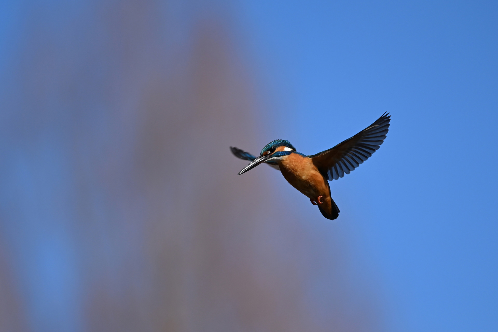 約10m少々の距離でホバリングするカワセミ。とっさに600mm f/6.3付きのZ5IIを構えて撮影した。丁寧に撮ればトリミングしても十分使える画質だ<br><span class="fnt-85">ニコン Z5II／NIKKOR Z 600mm f/6.3 VR S／600mm／マニュアル露出（F6.7、1/3,000秒）／ISO 400／WB：晴天</span>