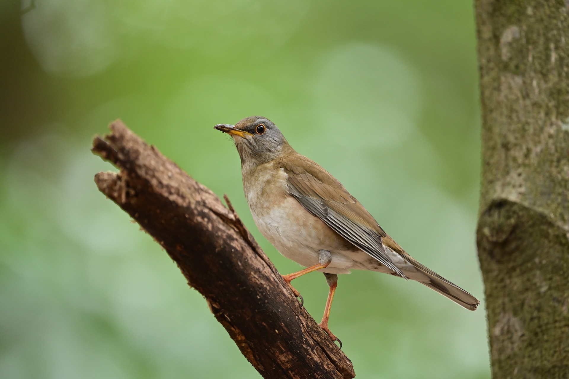 公園の遊歩道沿いで見つけたシロハラ。森林性の野鳥は薄暗い条件下での撮影が多いので、大口径超望遠レンズが有利だ。Z5IIは超望遠レンズとの重量バランスが良好で、中央部7.5段の強力なボディ内手ブレ補正と高感度性能が手持ち撮影を力強くサポートする<br><span class="fnt-85">ニコン Z5II／NIKKOR Z 600mm f/4 TC VR S／840mm／マニュアル露出（F5.6、1/125秒）／ISO 1600／WB：晴天</span>