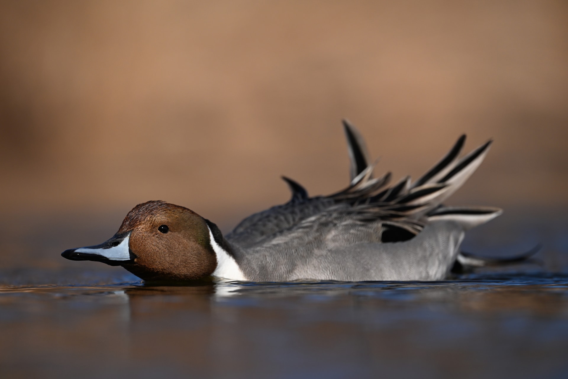 首を伸ばして採餌するオナガガモ。カメラを水面まで下げて鳥目線で撮影した。Z5IIとNIKKOR Z 600mm f/6.3 VR Sの組み合わせはコンパクトで、さまざまなアングルに挑戦できる。バリアングルモニターを上向きにして画角と水平を確認した<br><span class="fnt-85">ニコン Z5II／NIKKOR Z 600mm f/6.3 VR S／600mm／マニュアル露出（F6.7、1/3,000秒）／ISO 400／WB：晴天</span>