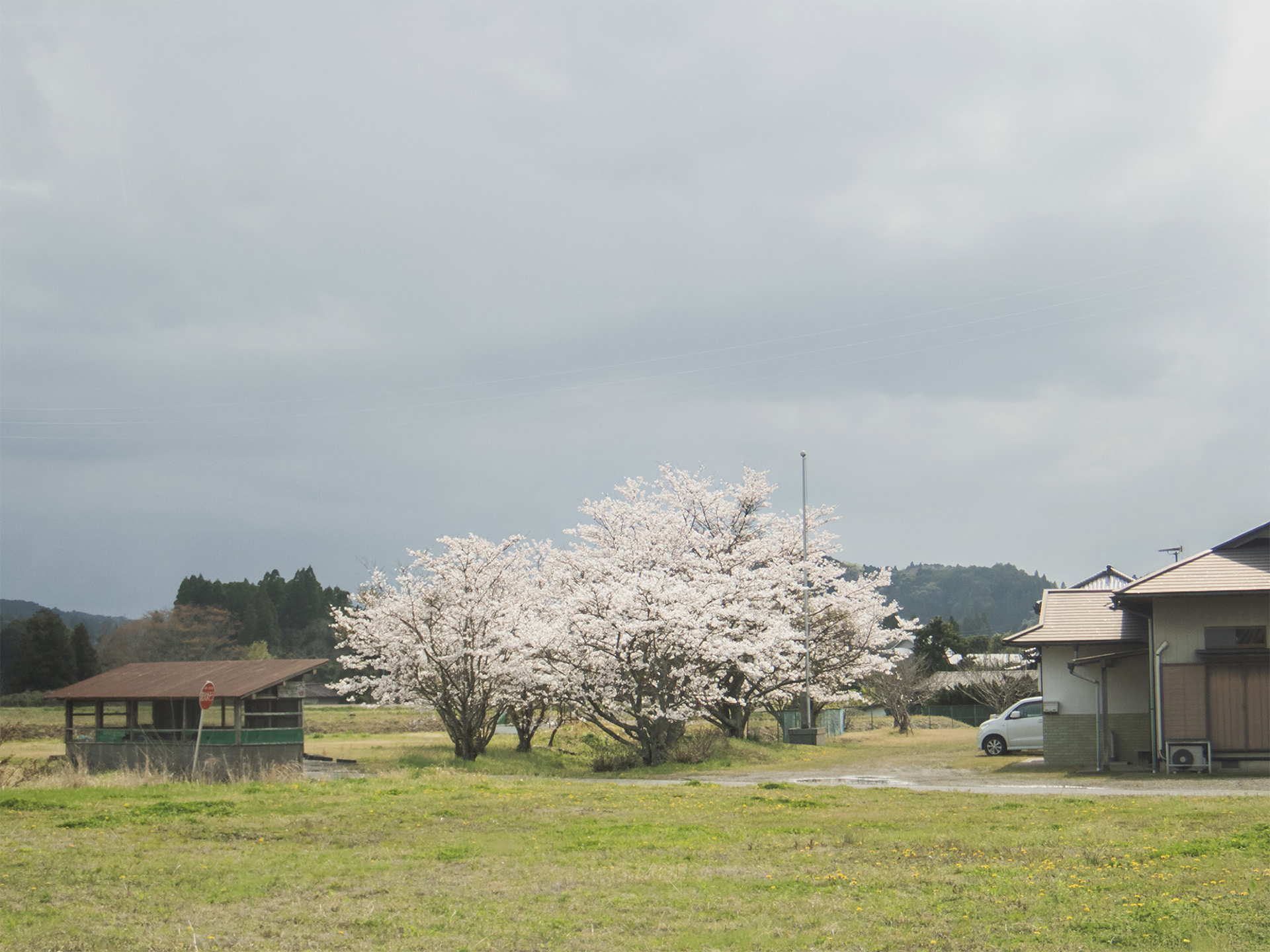 曇り空を背景に日差しを浴びた桜がきらきらと浮かび上がって見えました。思わず車を止めてしまいましたよ。いい季節ですねえ。千葉県君津市