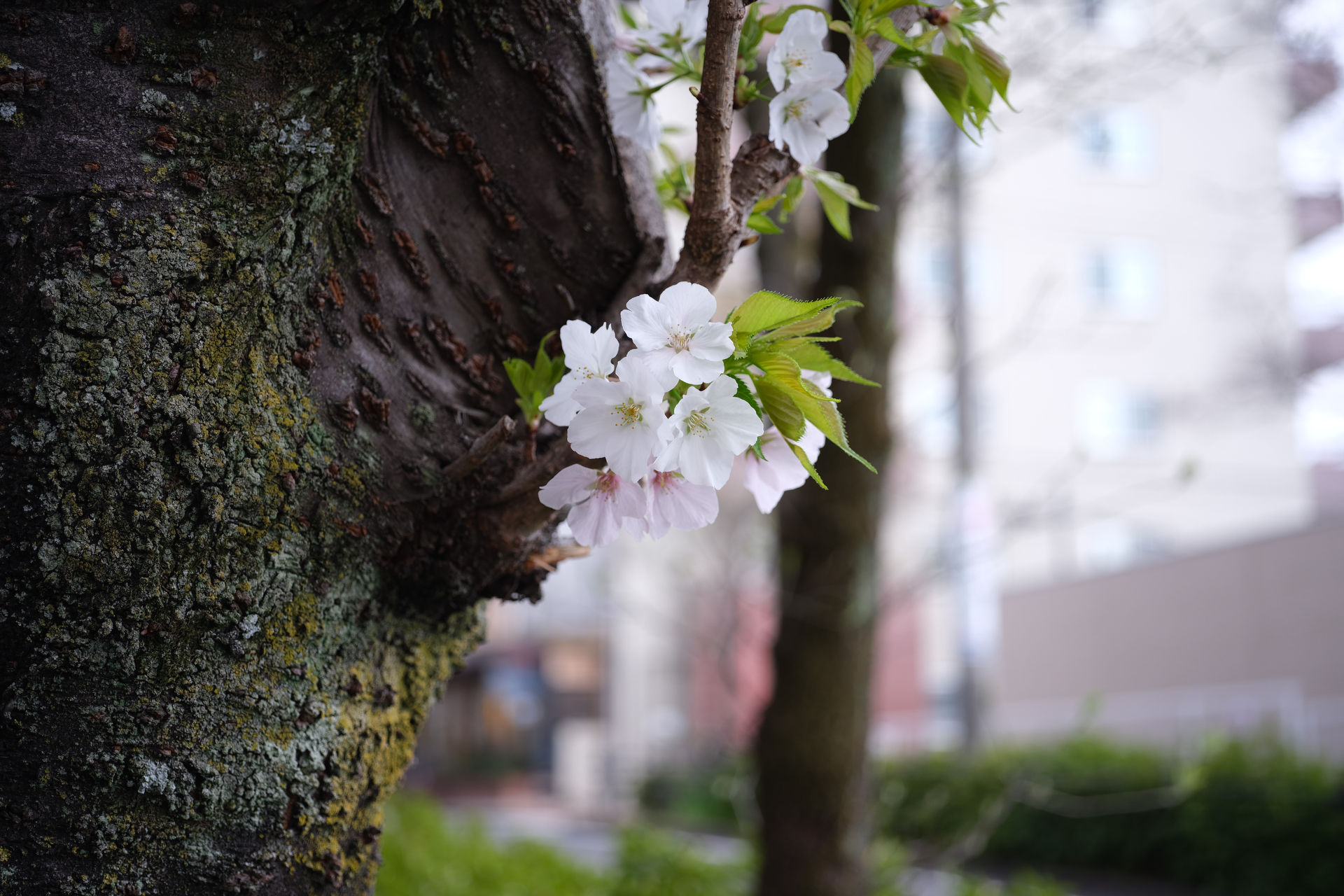 通常の最短撮影