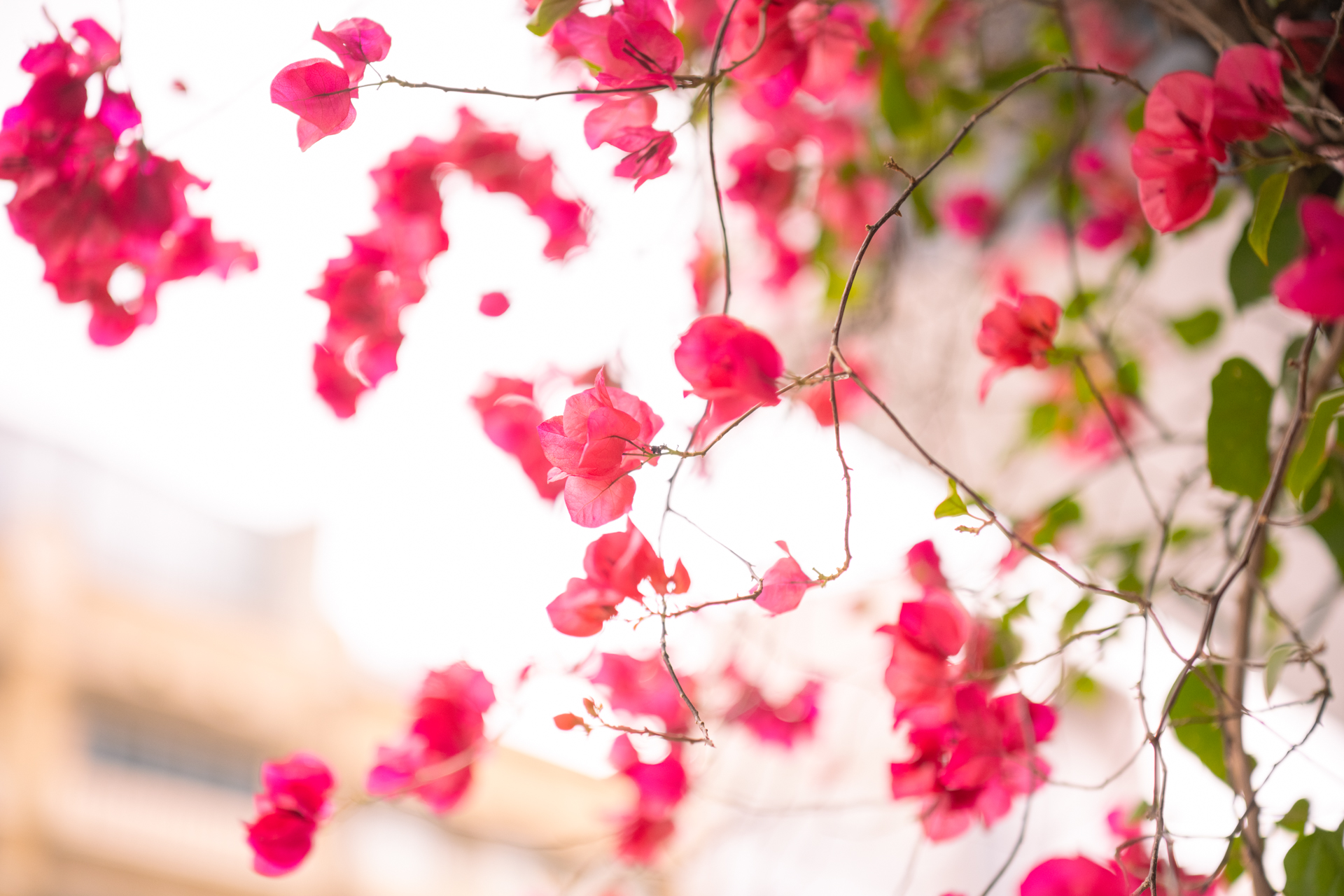 ニコン Z7II／ZEISS Otus ML 1.4/50／50mm／マニュアル露出（F1.4、1/3,200秒）／ISO 400／WB：晴天