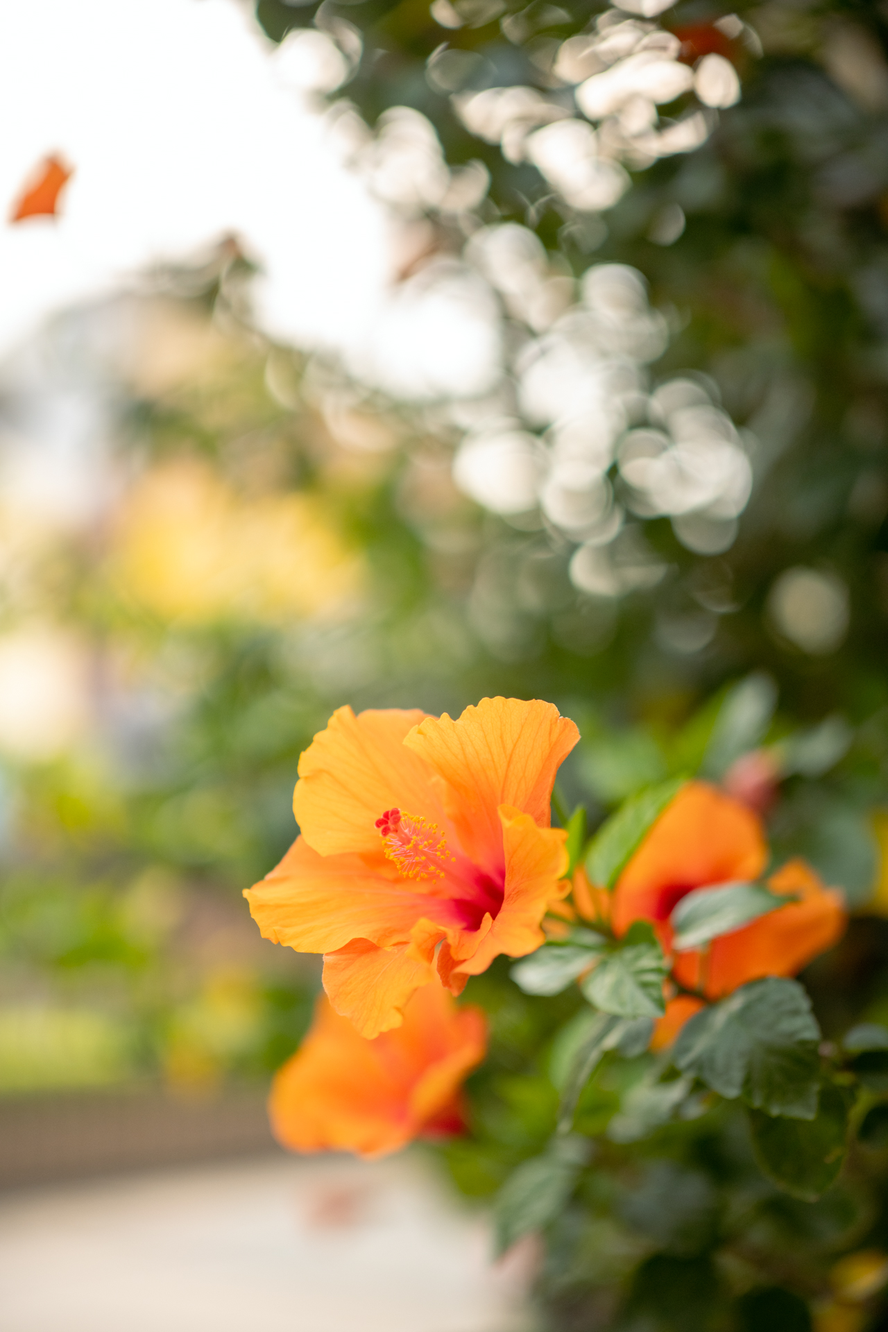 ニコン Z7II／ZEISS Otus ML 1.4/50／50mm／マニュアル露出（F1.4、1/5,000秒）／ISO 400／WB：晴天