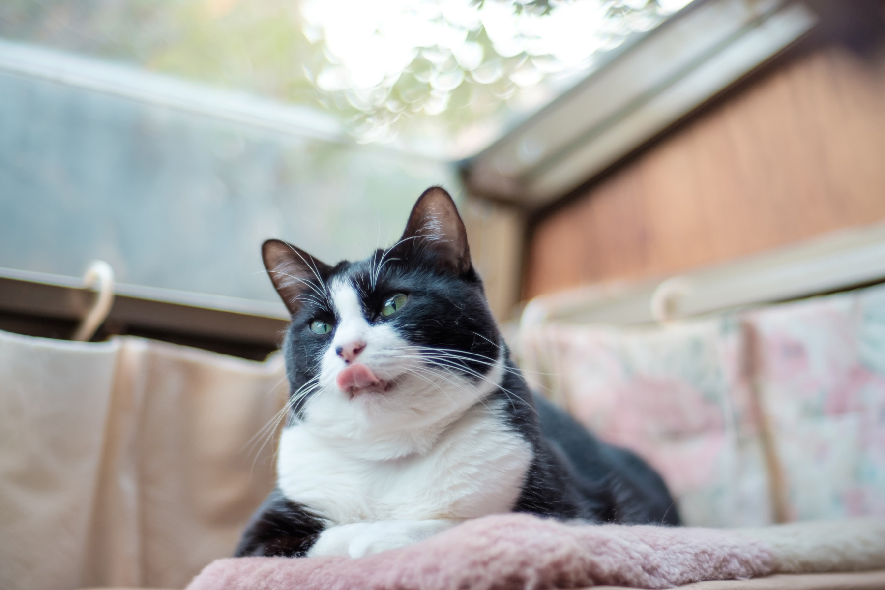 サンプル画像（焦点工房提供。以下同）