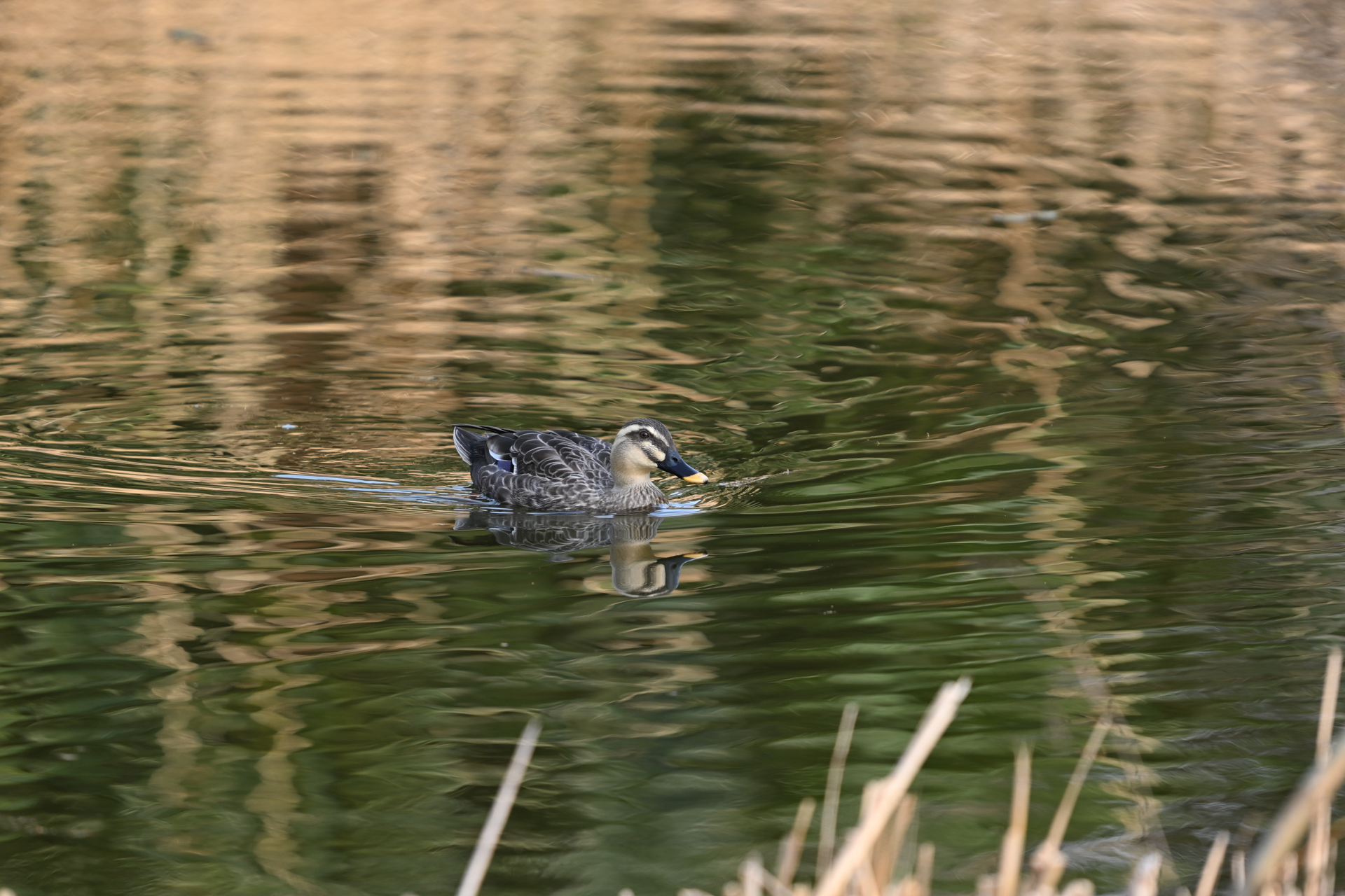 Z5II／NIKKOR Z 180-600mm f/5.6-6.3 VR／600mm／絞り優先AE（1/320秒、F6.3、＋0.33EV）／ISO 400