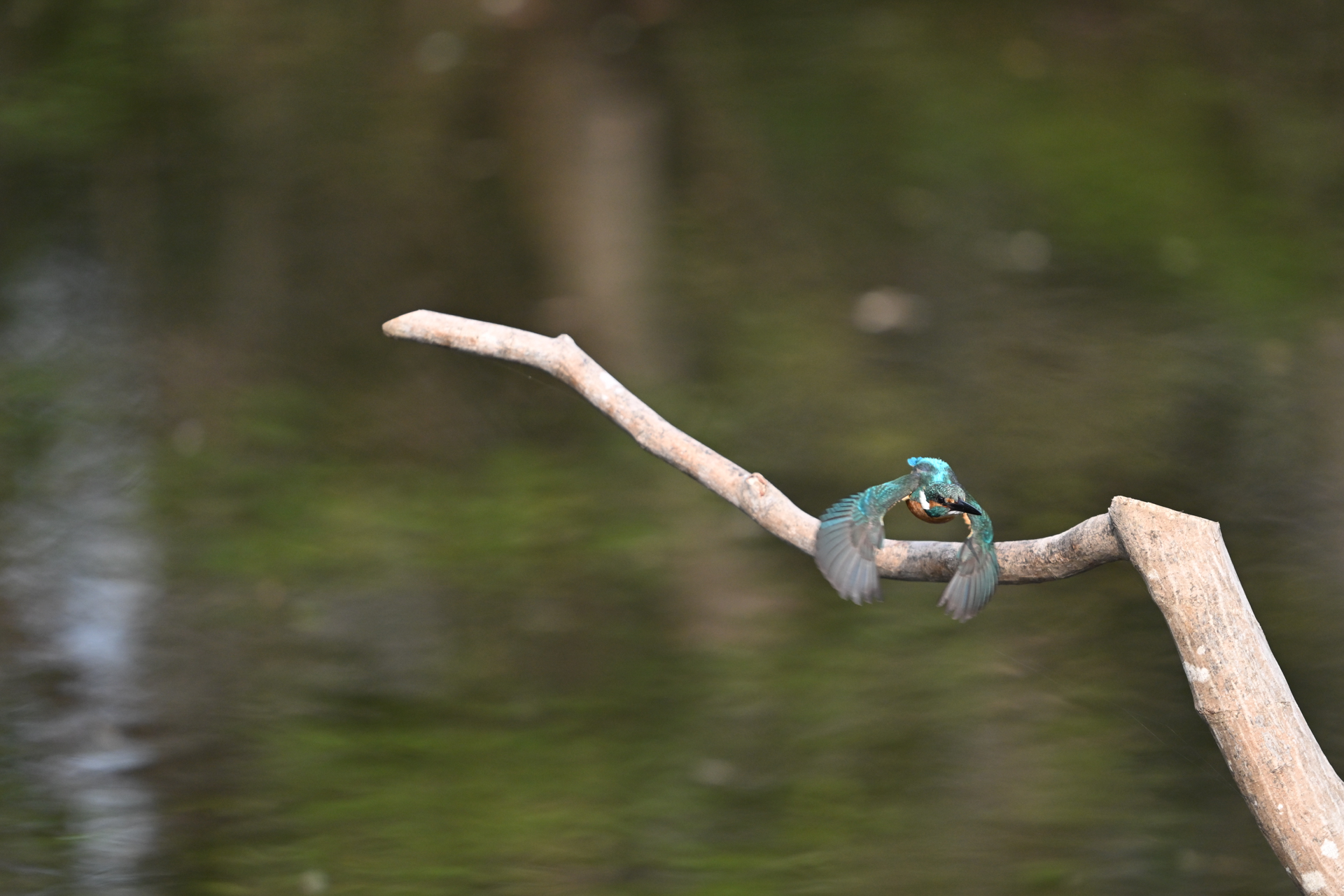 Z5II／NIKKOR Z 180-600mm f/5.6-6.3 VR／600mm／シャッター優先AE（1/2,000秒、F6.3）／ISO 2500