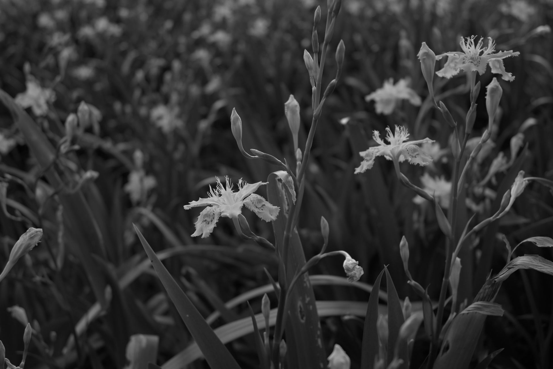 Z5II／NIKKOR Z 24-50mm f/4-6.3／43mm／絞り優先AE（1/640秒、F5.6、－1.0EV）／ISO 400