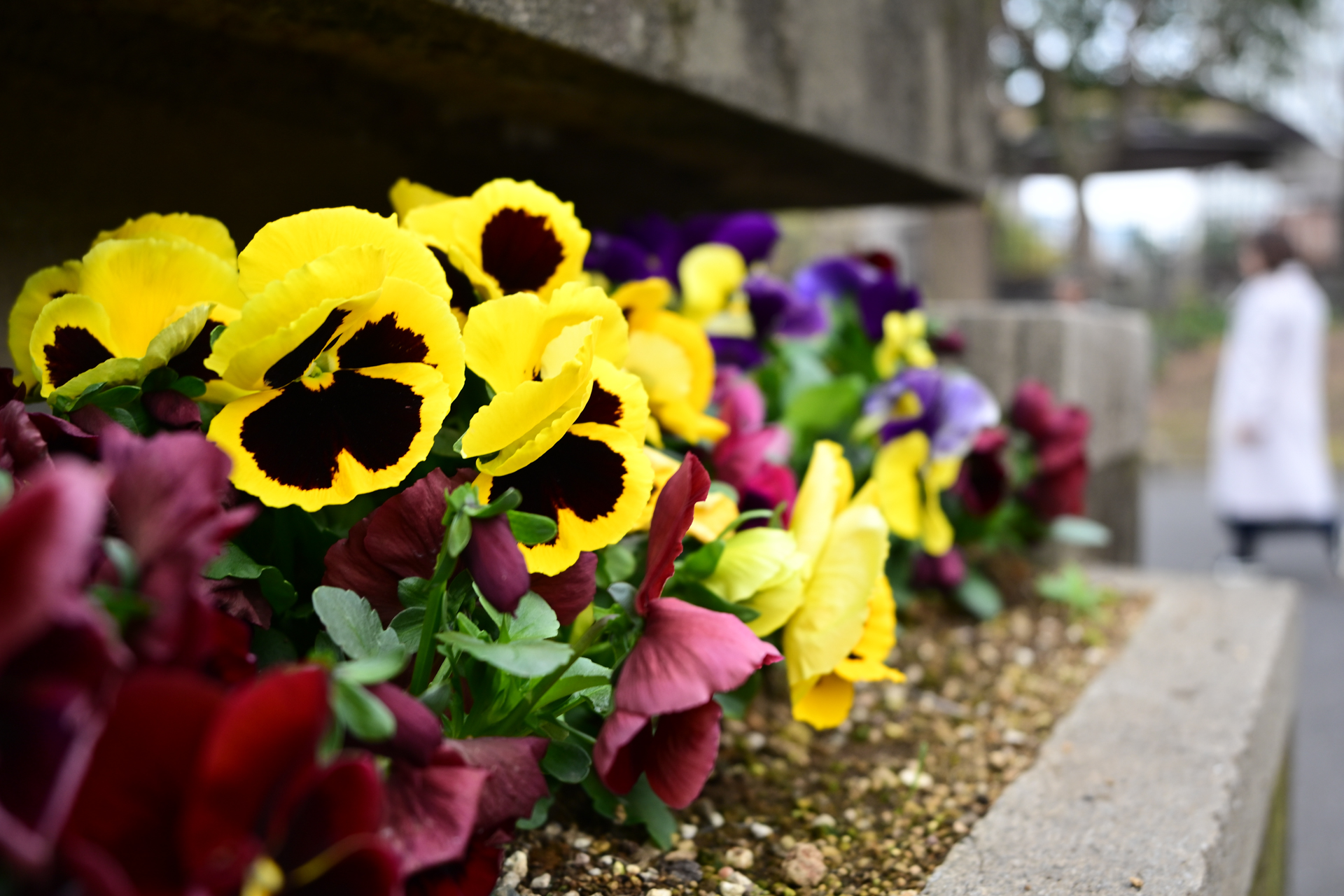 Z5II／NIKKOR Z 24-50mm f/4-6.3／36mm／絞り優先AE（1/160秒、F5.0、＋0.33EV）／ISO 400