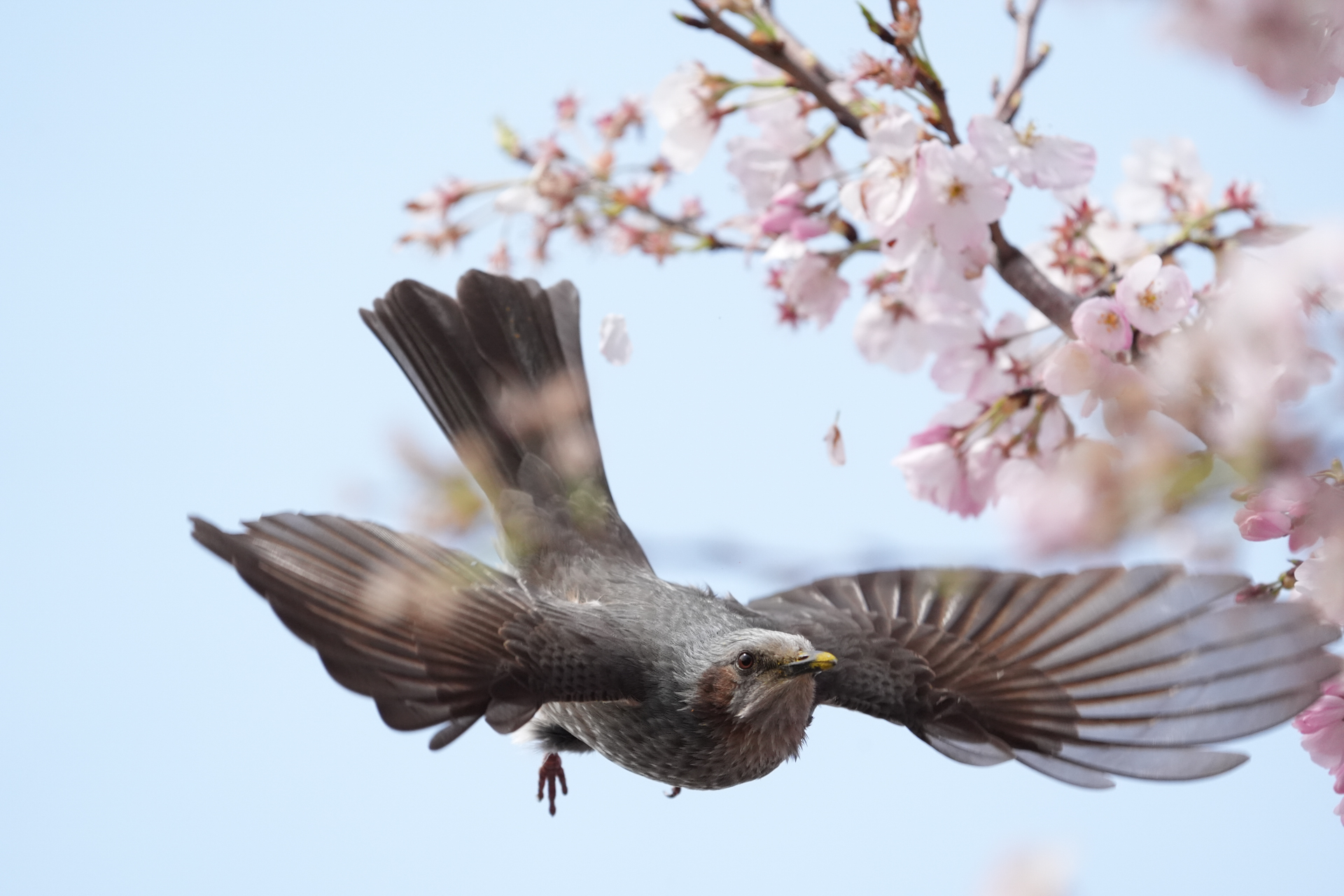 α9 III／FE 400-800mm F6.3-8 G OSS／800mm／マニュアル露出（1/4,000秒、F8）／ISO 3200／WB: オート