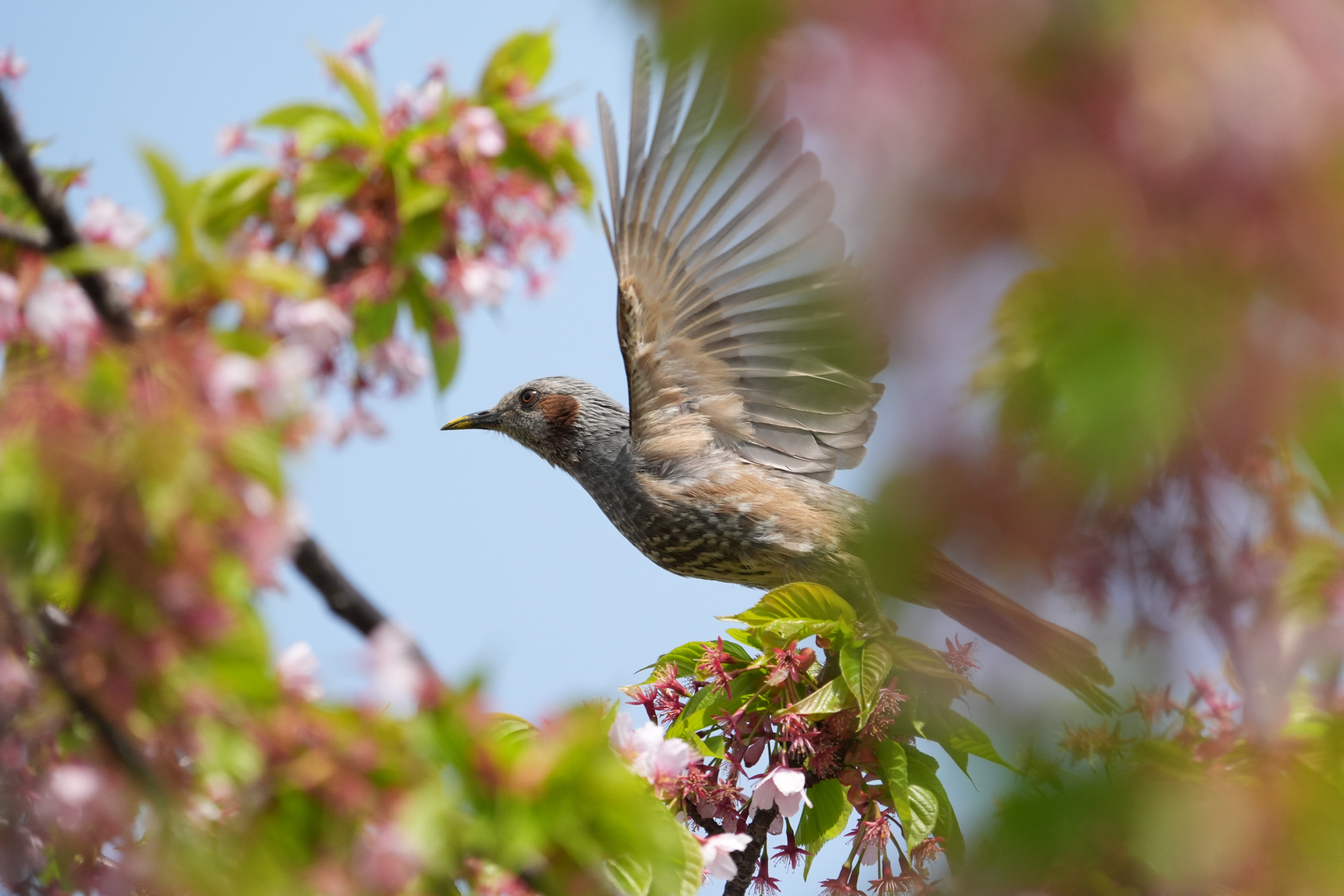 α9 III／FE 400-800mm F6.3-8 G OSS／800mm／マニュアル露出（1/2,000秒、F8）／ISO 1250／WB: 5,500K
