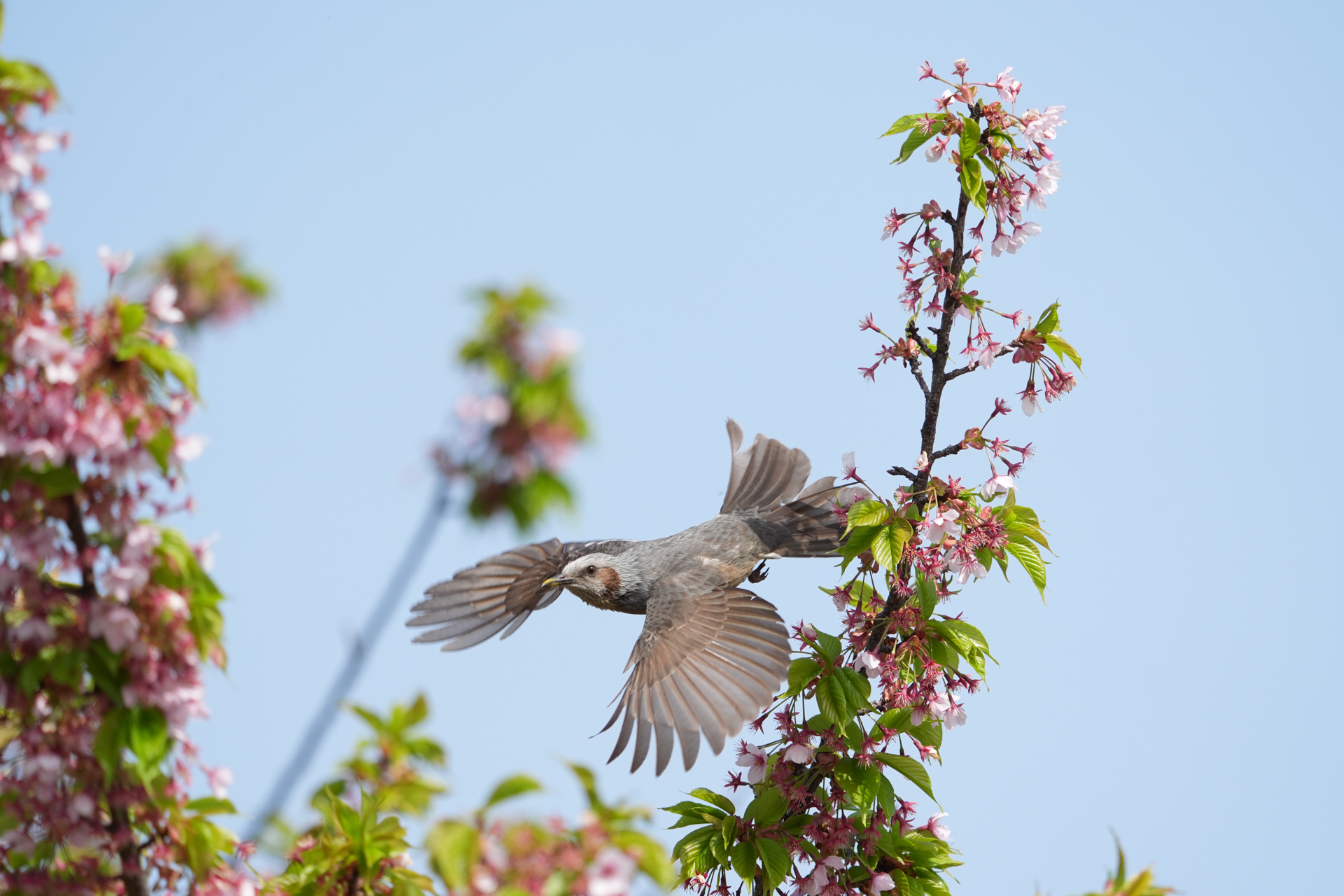 α9 III／FE 400-800mm F6.3-8 G OSS／430mm／マニュアル露出（1/2,500秒、F6.3）／ISO 1000／WB: オート