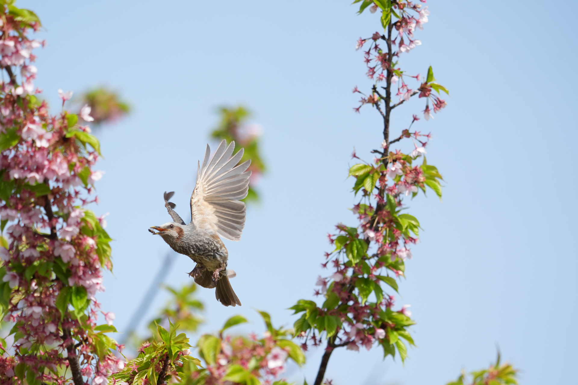 α9 III／FE 400-800mm F6.3-8 G OSS／430mm／マニュアル露出（1/2,500秒、F6.3）／ISO 1000／WB: オート