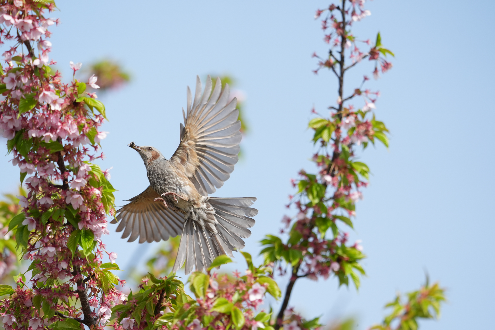α9 III／FE 400-800mm F6.3-8 G OSS／430mm／マニュアル露出（1/2,500秒、F6.3）／ISO 1000／WB: オート