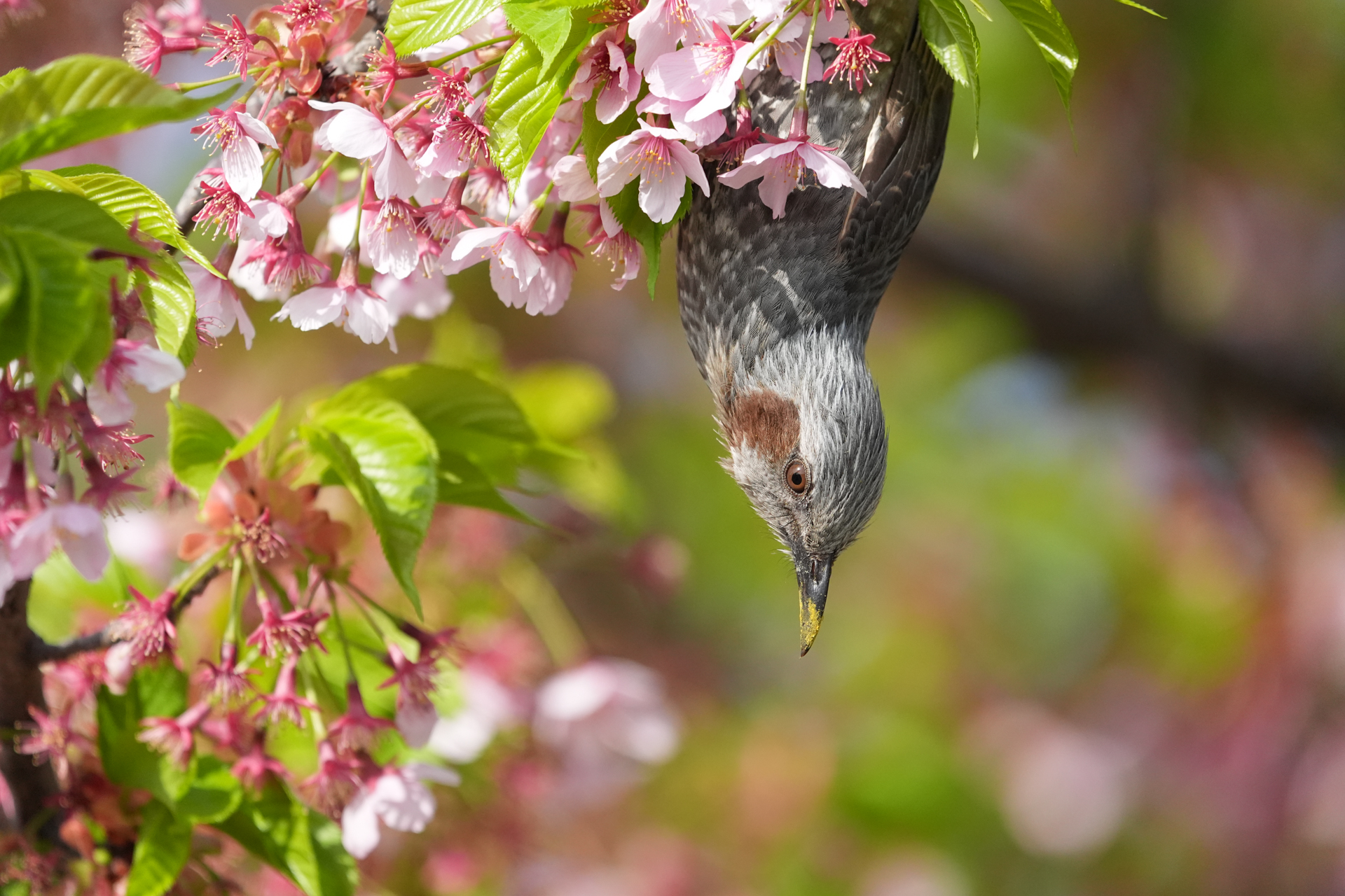 α9 III／FE 400-800mm F6.3-8 G OSS／800mm／マニュアル露出（1/3,200秒、F8）／ISO 3200／WB: オート