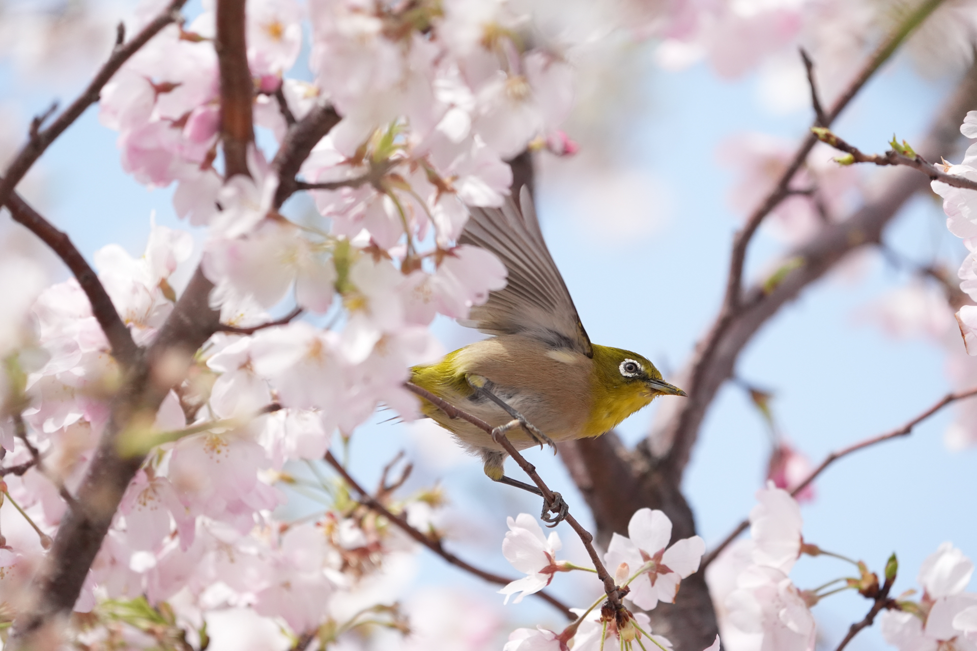 α9 III／FE 400-800mm F6.3-8 G OSS／800mm／マニュアル露出（1/4,000秒、F8）／ISO 3200／WB: オート
