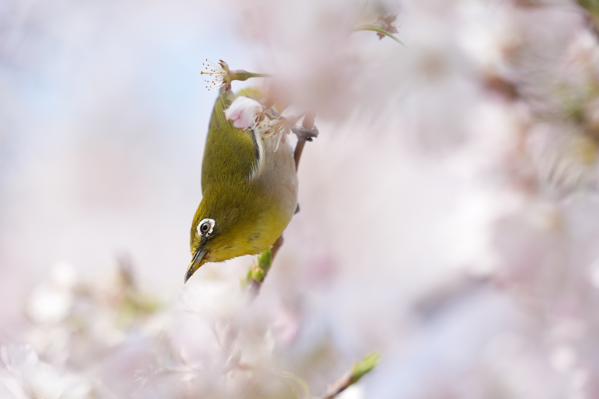 α9 III／FE 400-800mm F6.3-8 G OSS／800mm／マニュアル露出（1/4,000秒、F8）／ISO 3200／WB: オート